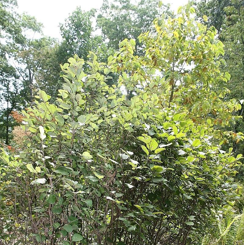 Fothergilla, Mount Airy Fothergilla - Image 3