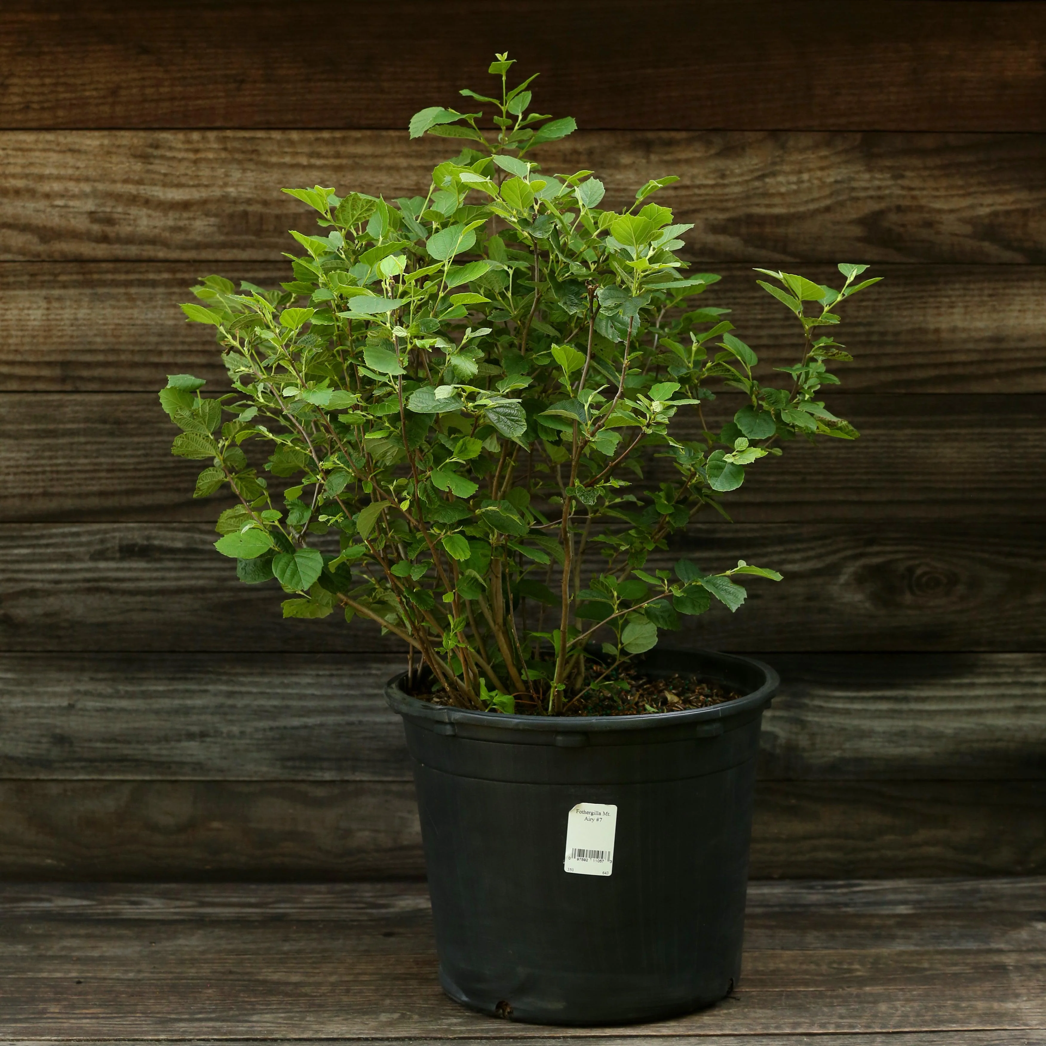 Fothergilla, Mount Airy Fothergilla - Image 4