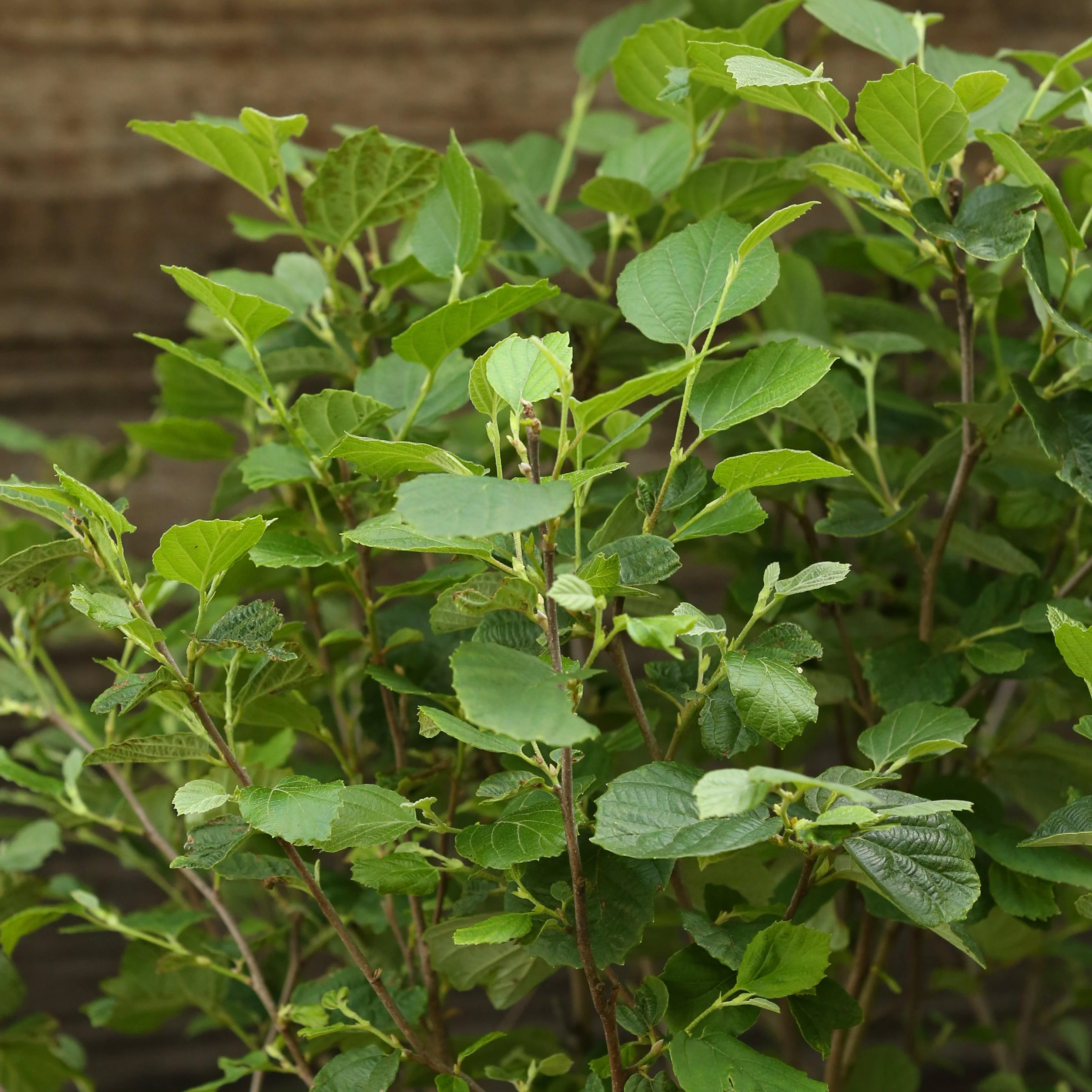 Fothergilla, Mount Airy Fothergilla - Image 5