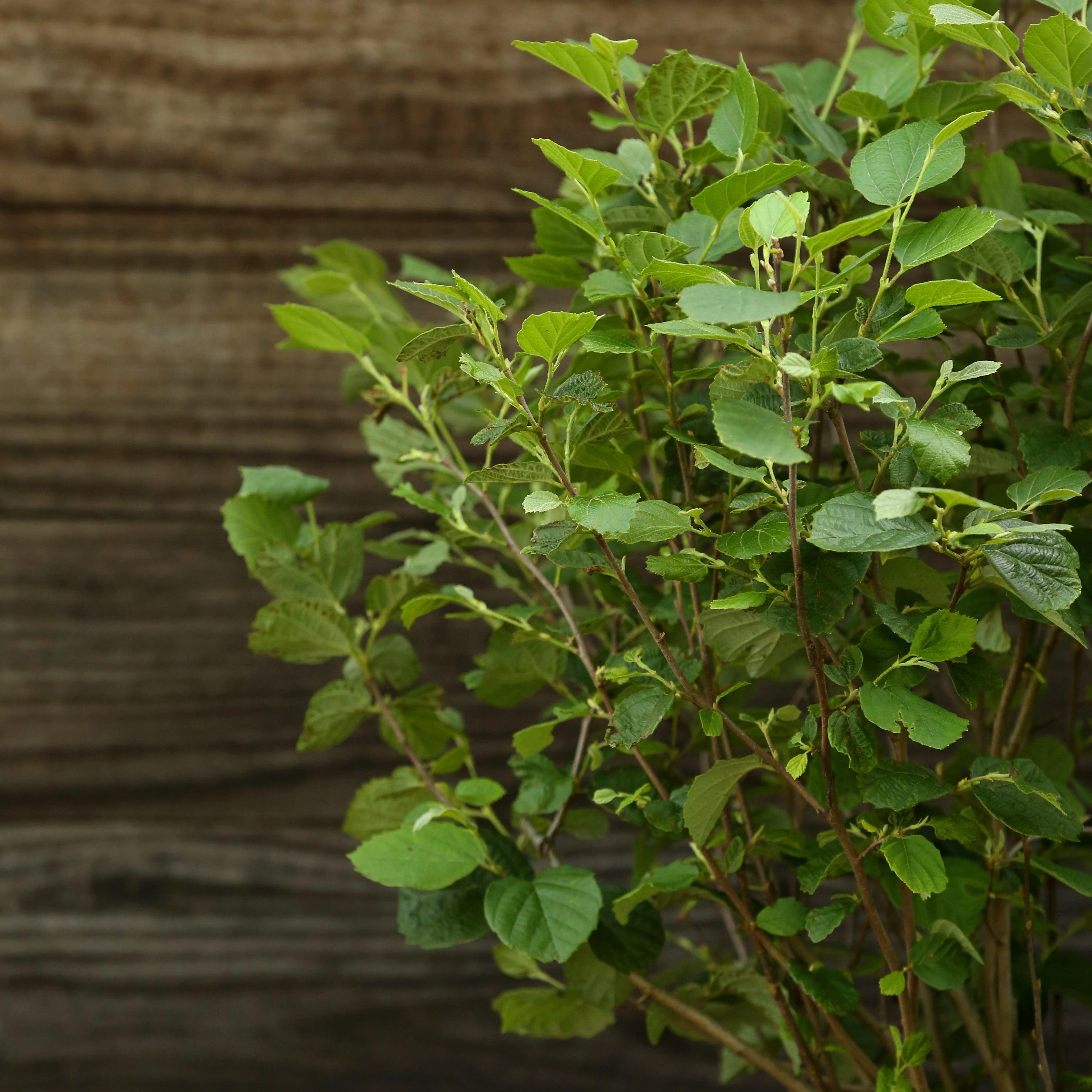 Fothergilla, Mount Airy Fothergilla - Image 6