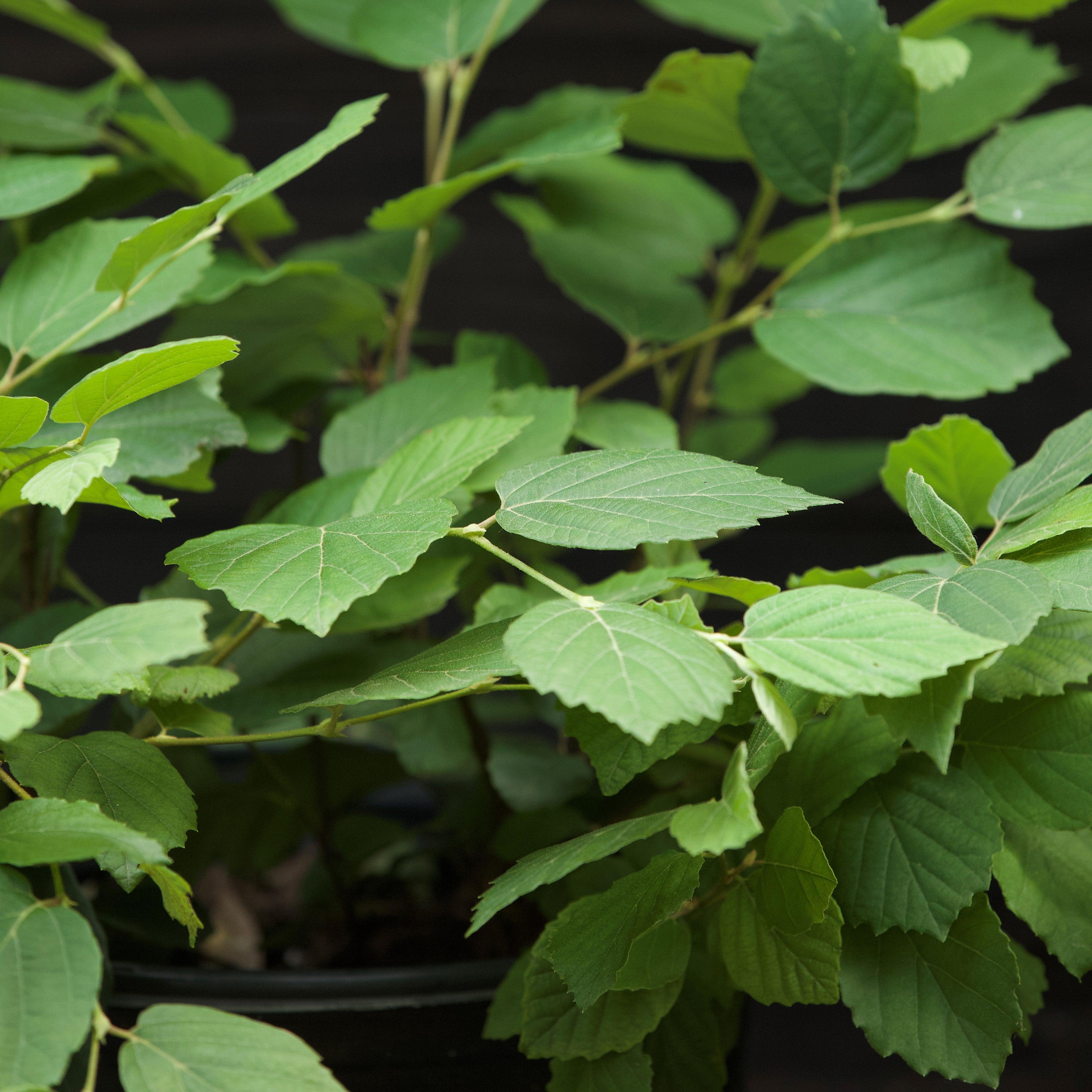 Fothergilla, Mount Airy Fothergilla - Image 7