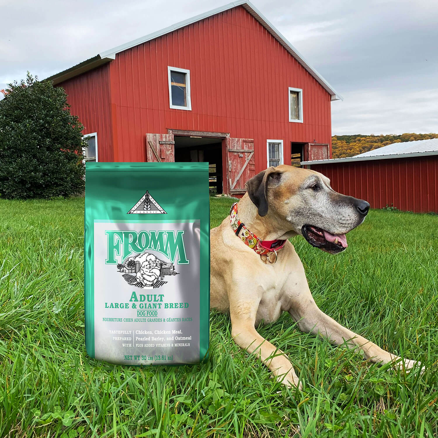Fromm Classic Adult Large & Giant Breed Dry Dog Food - Image 9