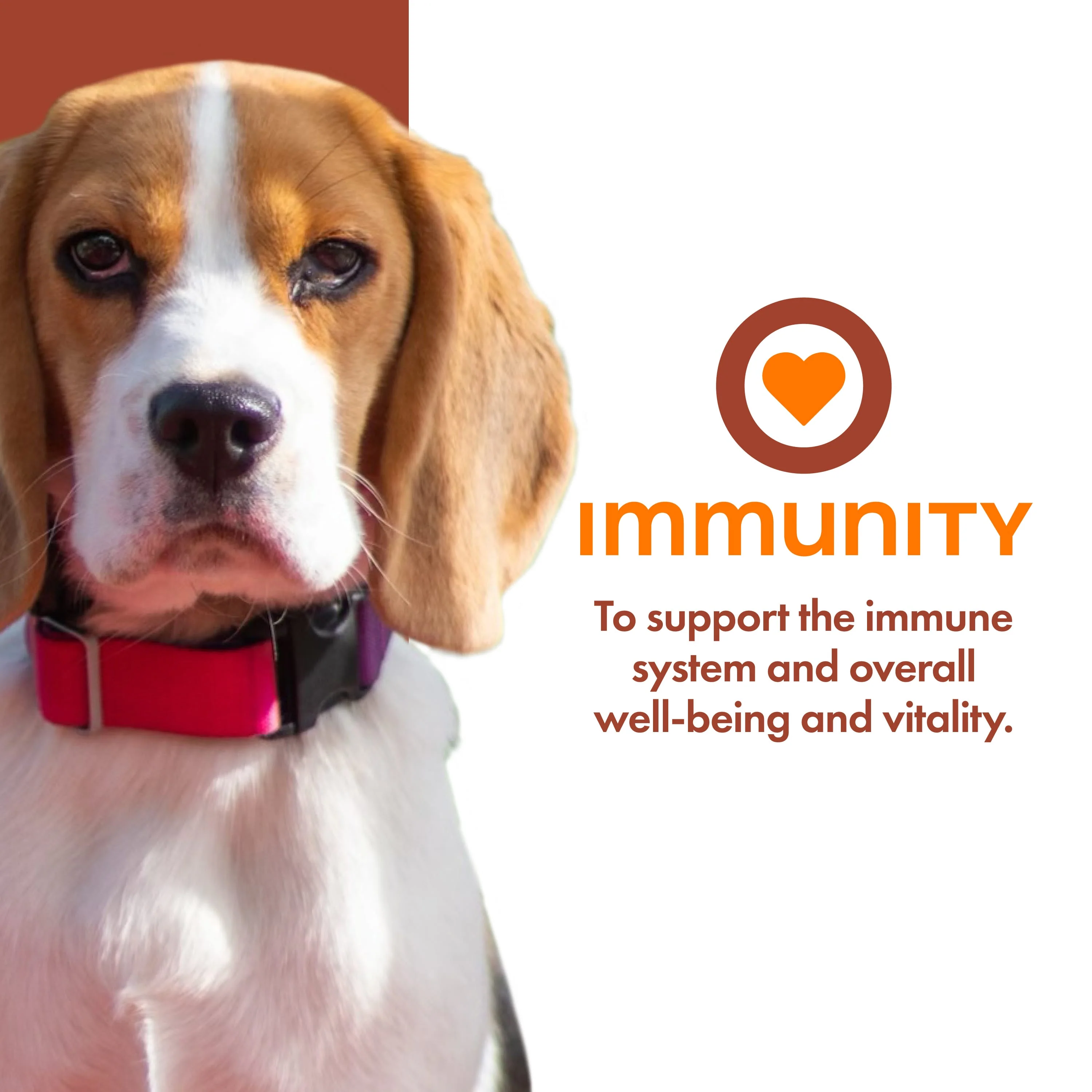 Fromm Nutritionals Immunity Dog Food Supplement Pâté, 13oz - Image 2