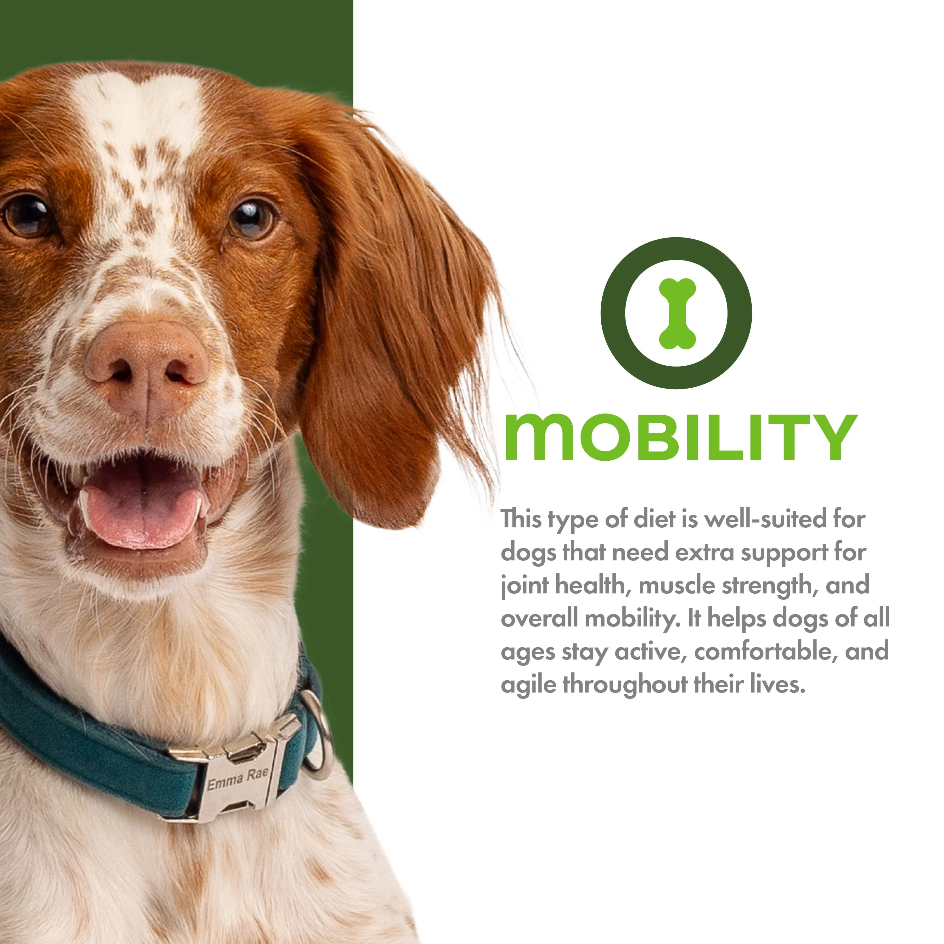 Fromm Nutritionals Mobility Chicken & Whole Oats Dry Dog Food - Image 5