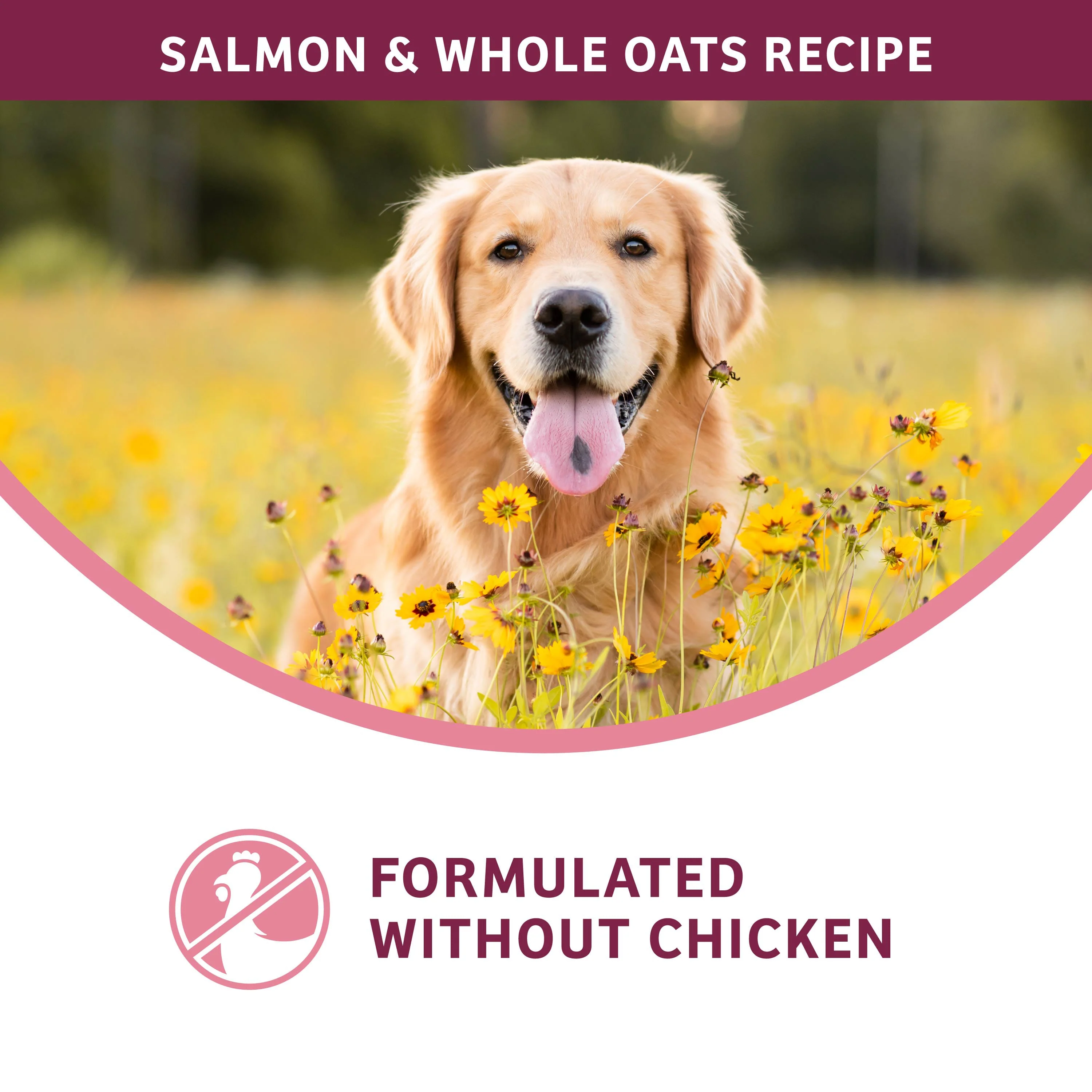 Fromm Nutritionals Sensitive Skin & Stomach Salmon & Whole Oats Dry Dog Food - Image 5