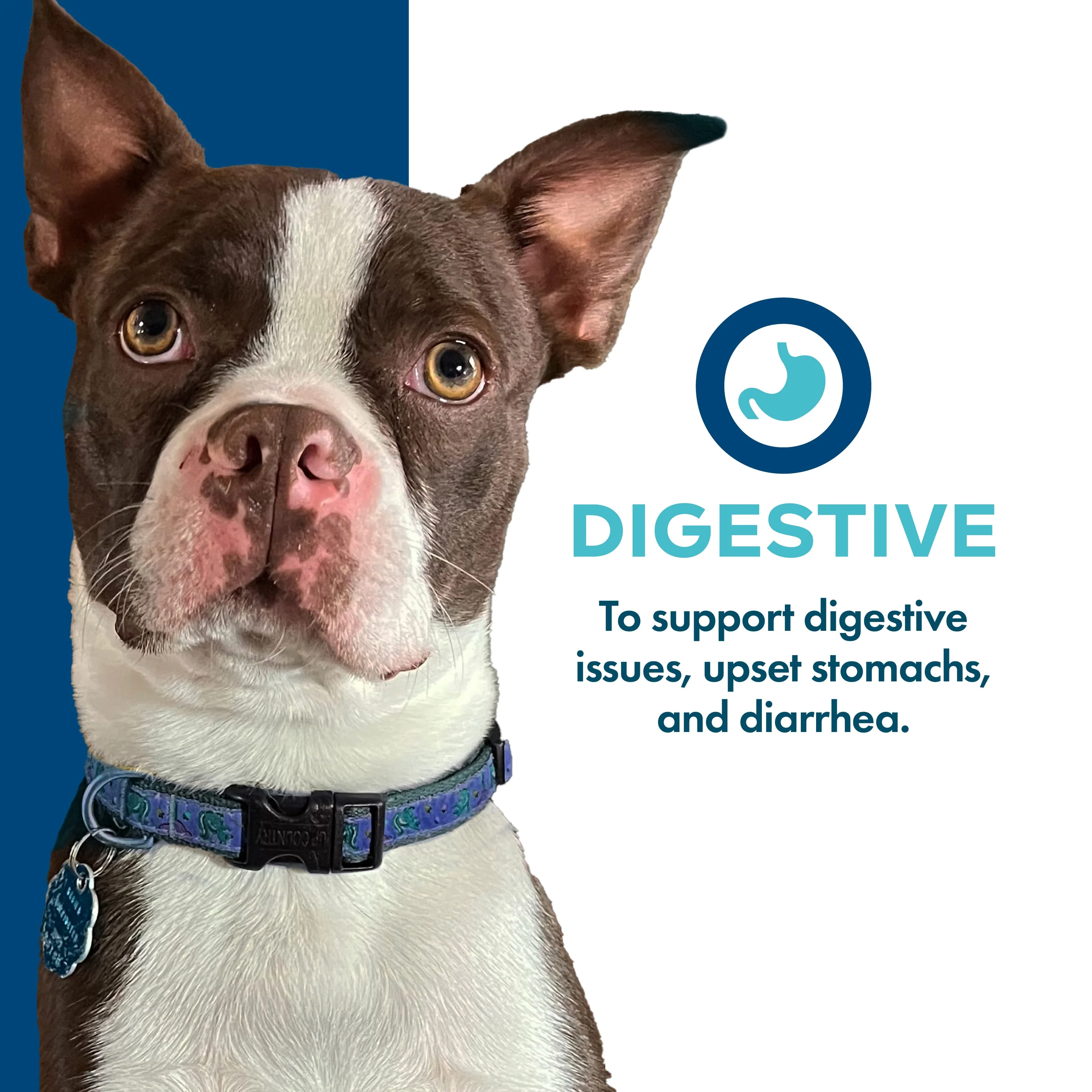 Fromm Nutritionals Digestive Digestion Functional Dog Treats, 6oz - Image 3