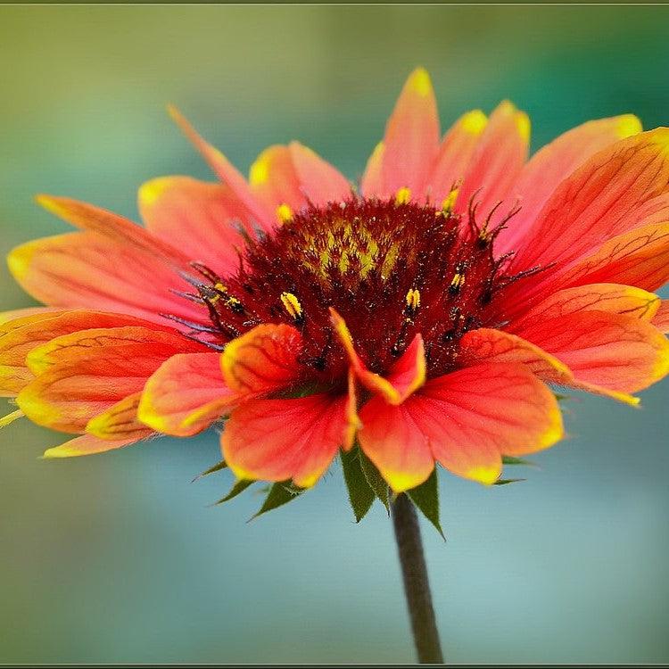 Blanket Flower, Spintop™ Orange Halo Blanket Flower - Image 3