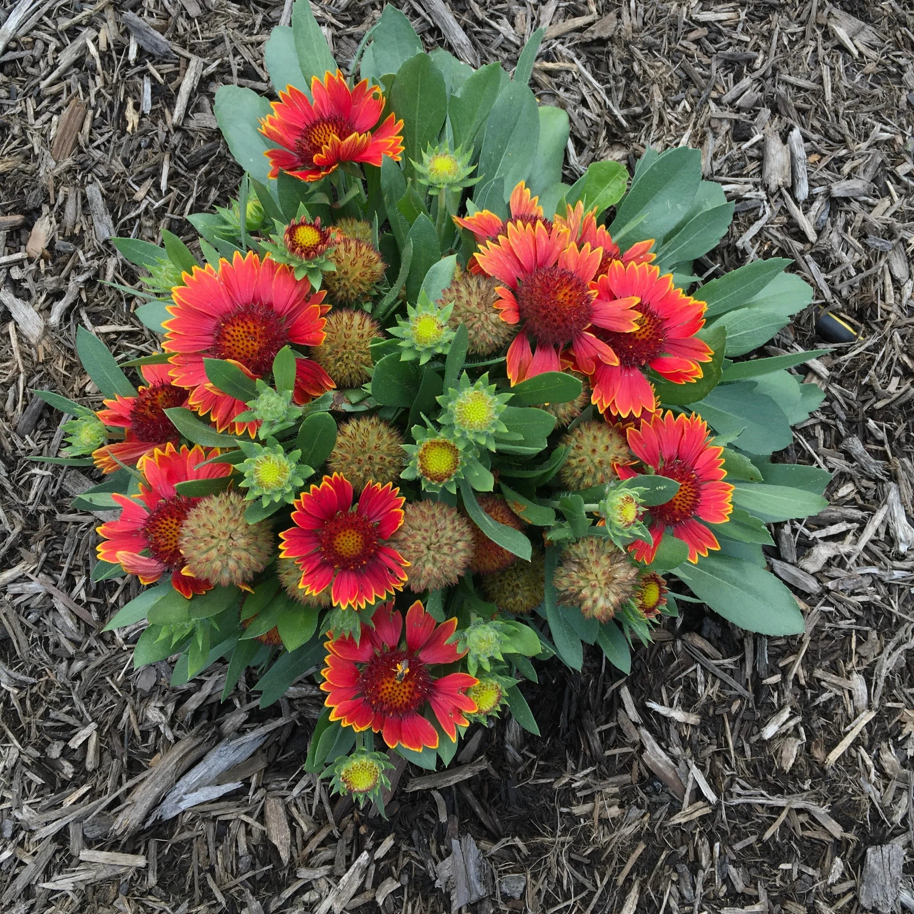 Blanket Flower, Spintop™ Orange Halo Blanket Flower - Image 4