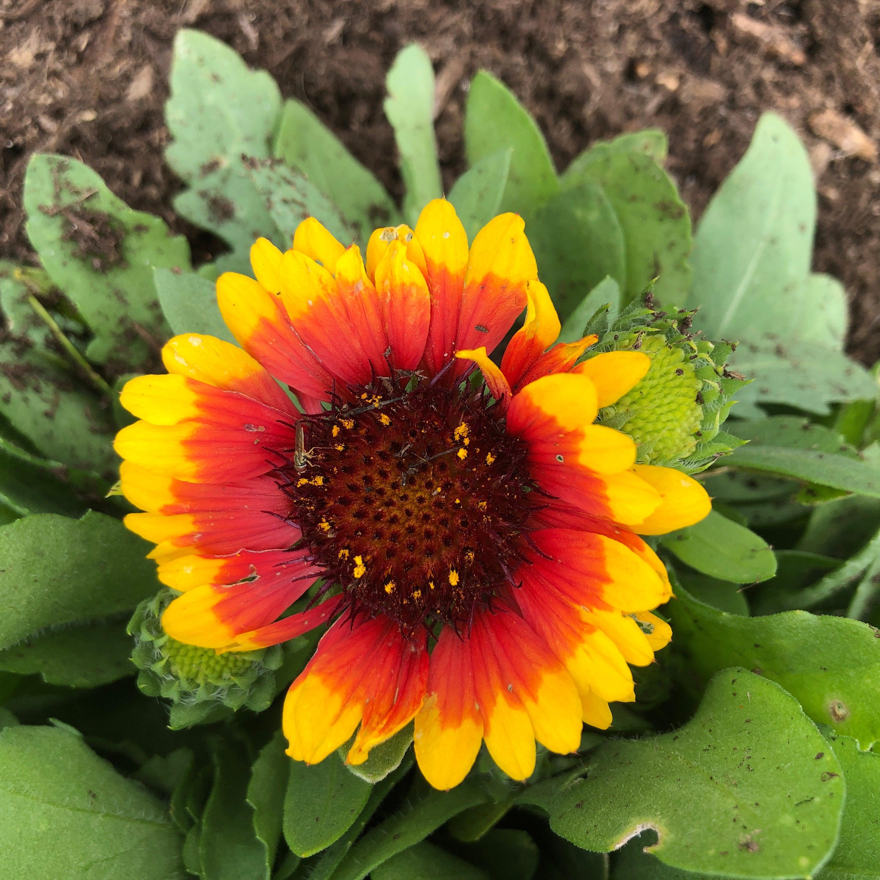 Blanket Flower, Spintop™ Red Starburst Blanket Flower - Image 3