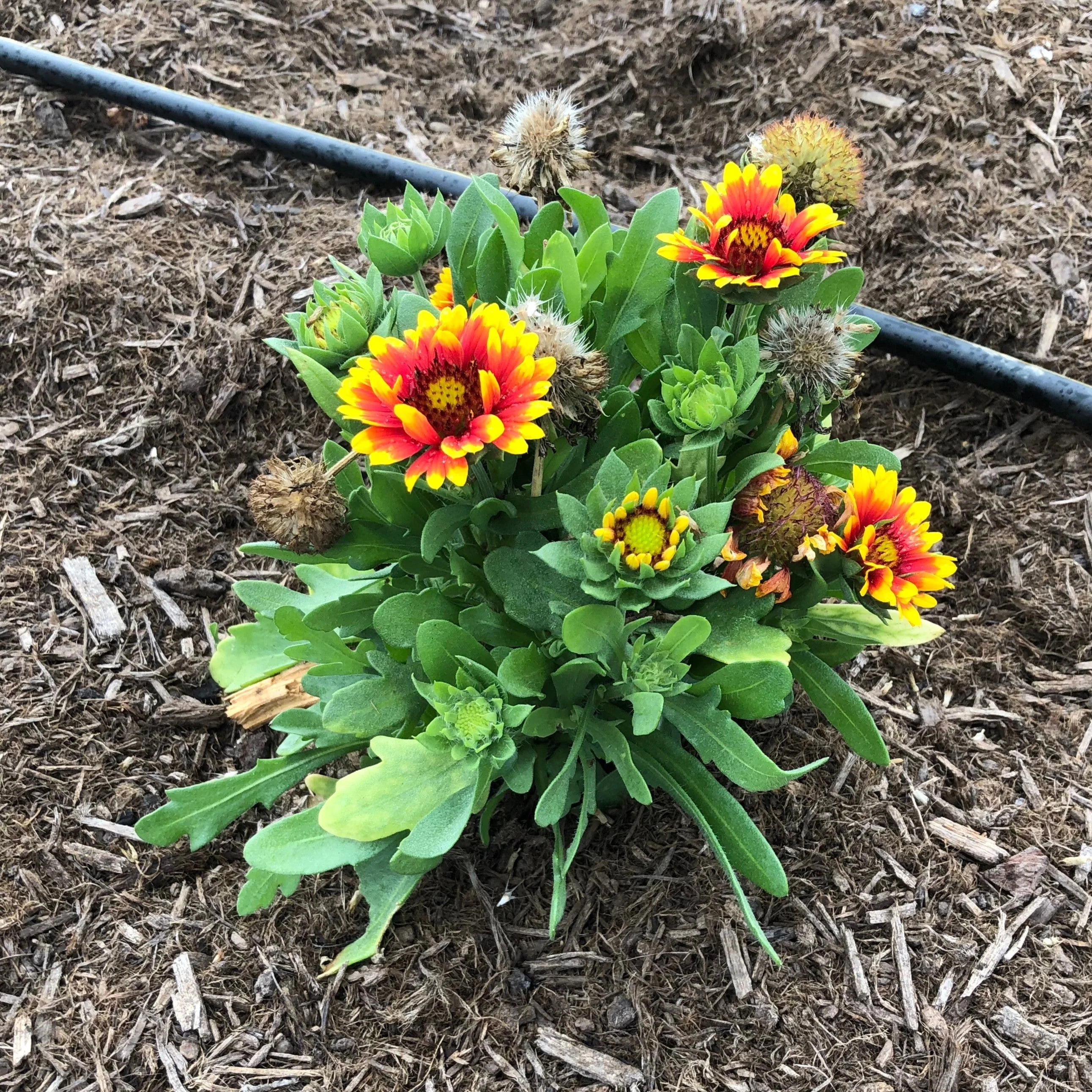 Blanket Flower, Spintop™ Red Starburst Blanket Flower - Image 4