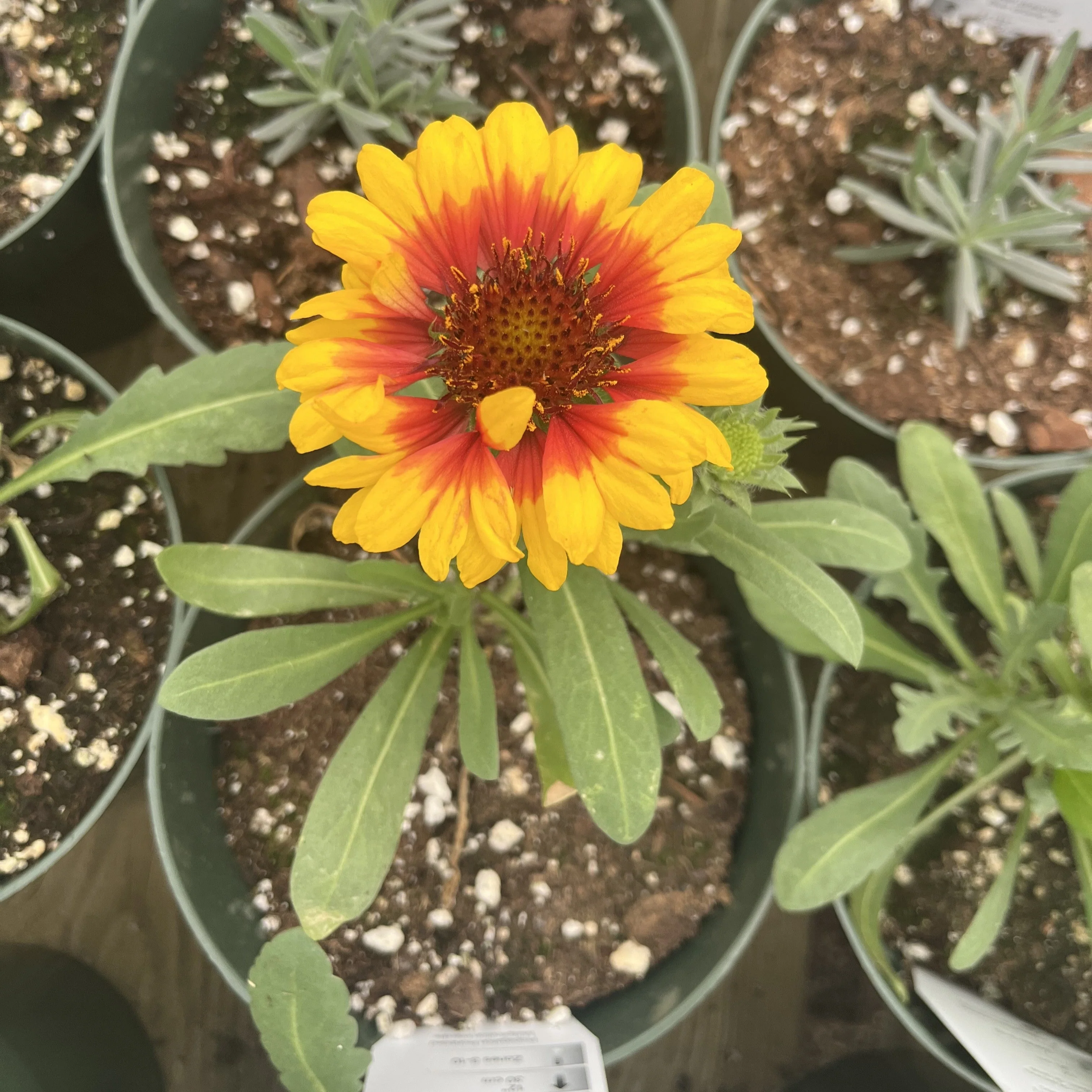 Blanket Flower, Spintop™ Red Starburst Blanket Flower - Image 5
