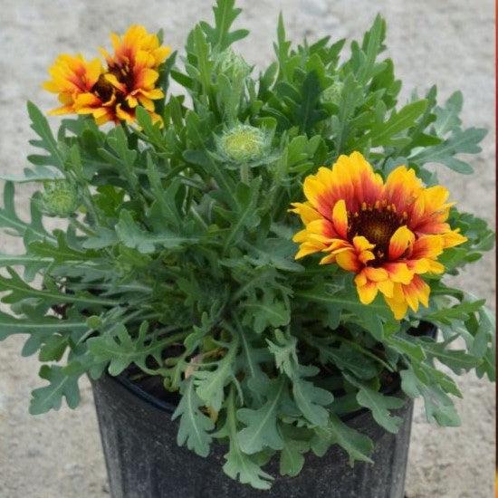 Blanket Flower, Spintop™ Red Starburst Blanket Flower - Image 6