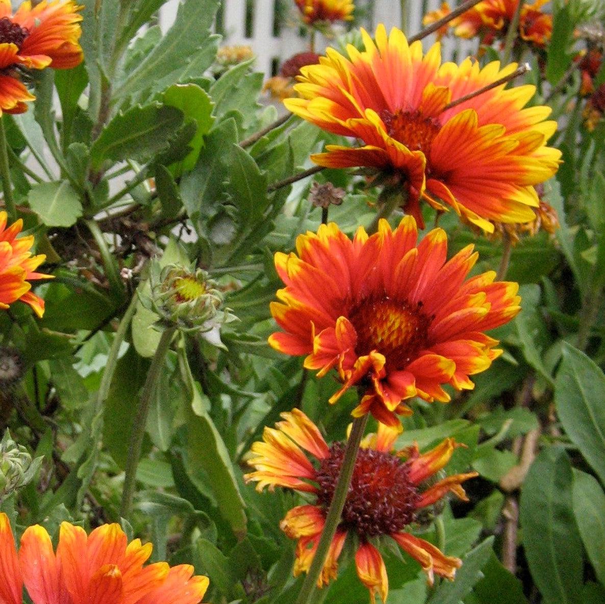 Blanket Flower, Spintop™ Copper Sun Blanket Flower - Image 3