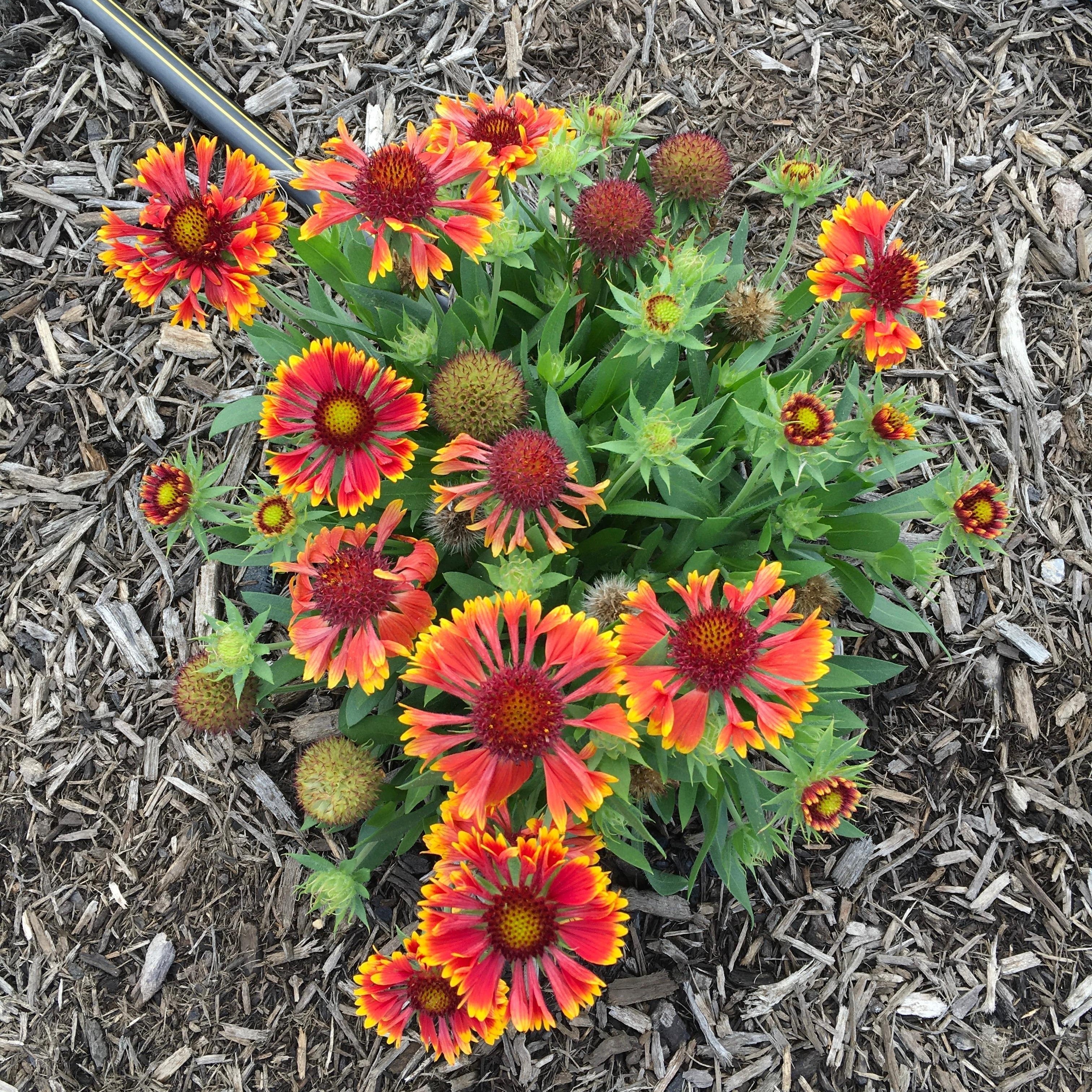 Blanket Flower, Spintop™ Copper Sun Blanket Flower - Image 4
