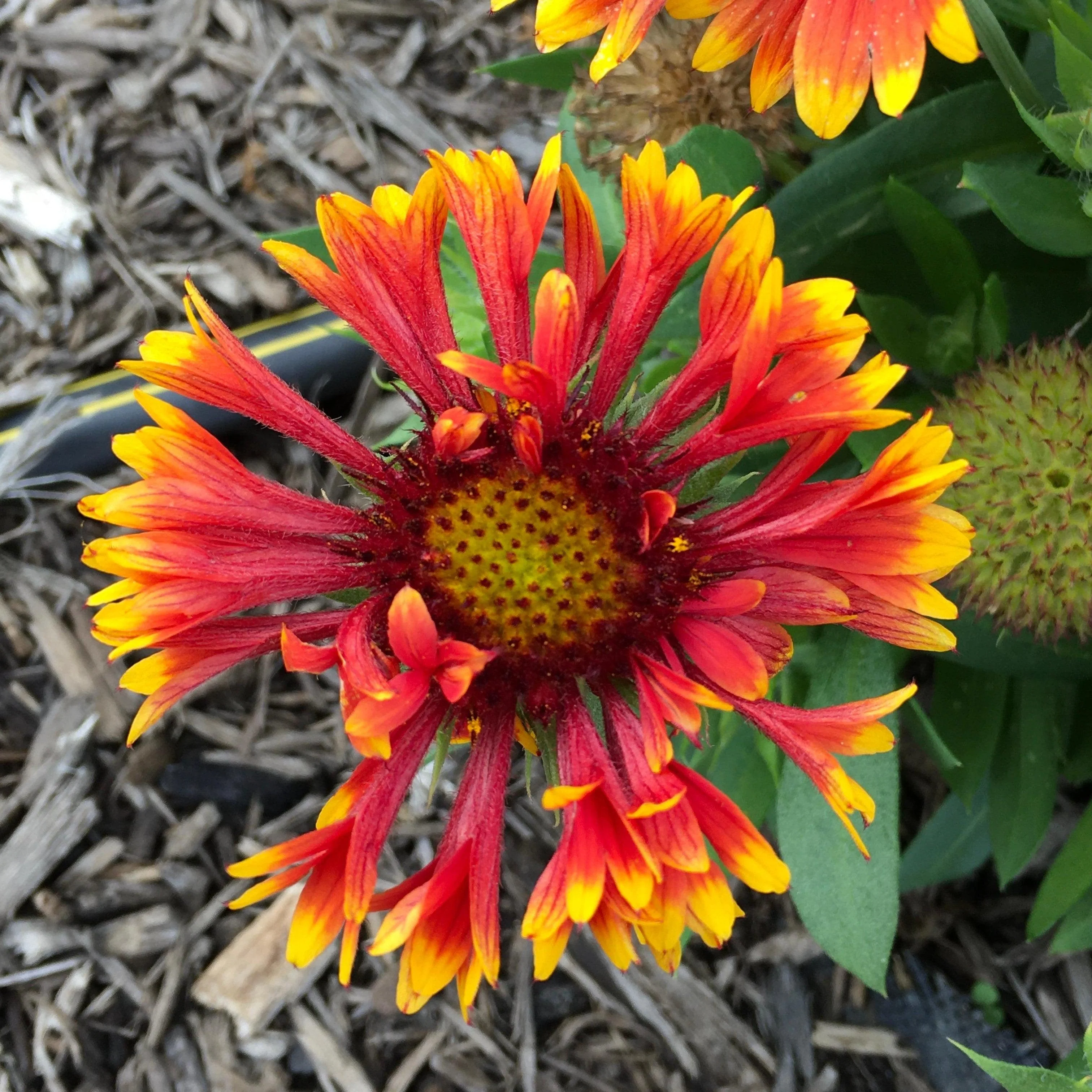 Blanket Flower, Spintop™ Copper Sun Blanket Flower - Image 5