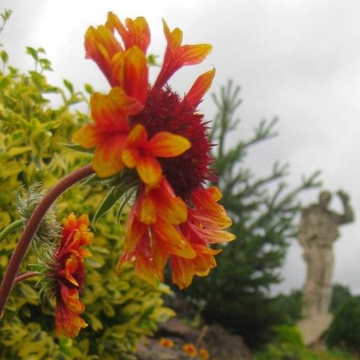Blanket Flower, Spintop™ Copper Sun Blanket Flower - Image 6