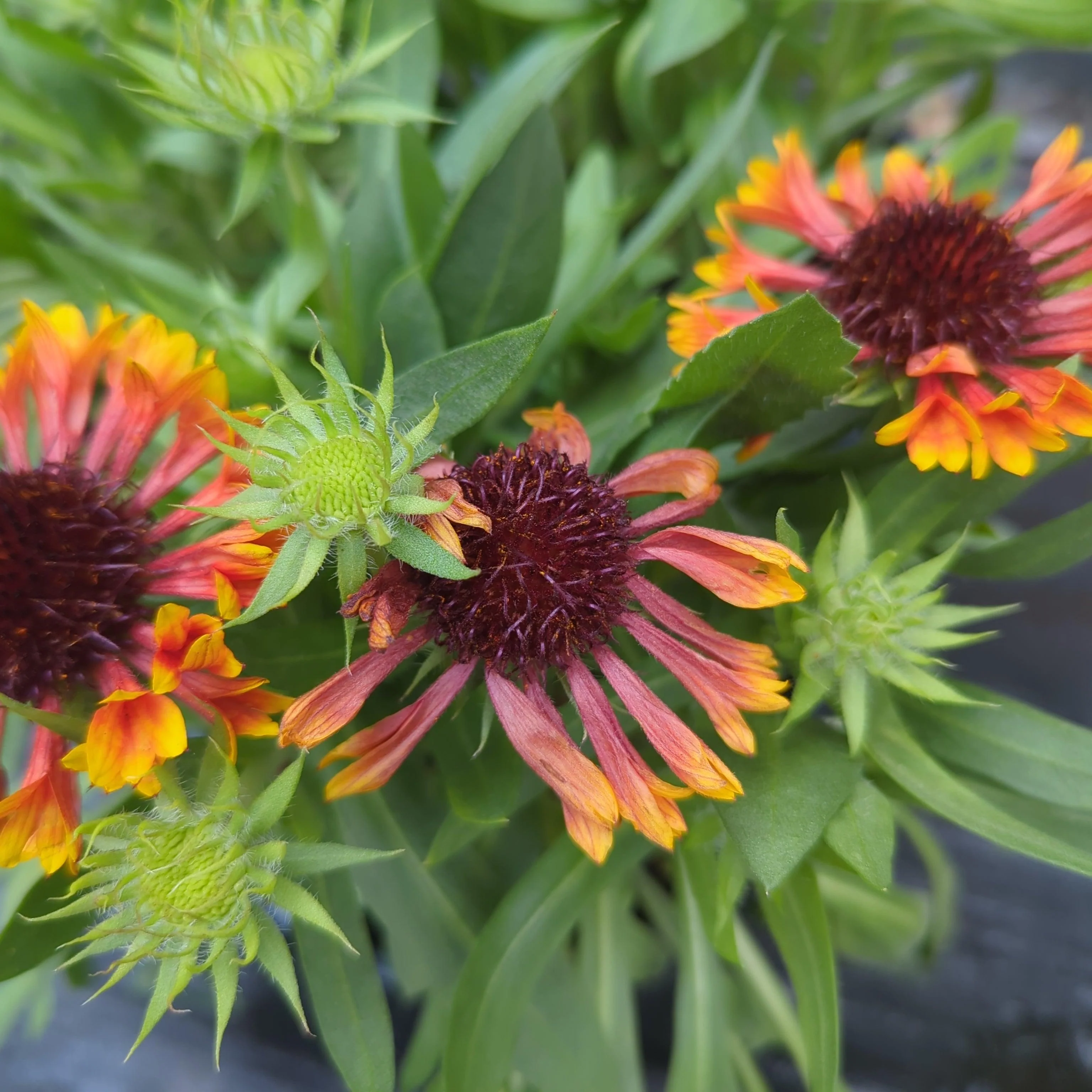 Blanket Flower, Spintop™ Copper Sun Blanket Flower - Image 7