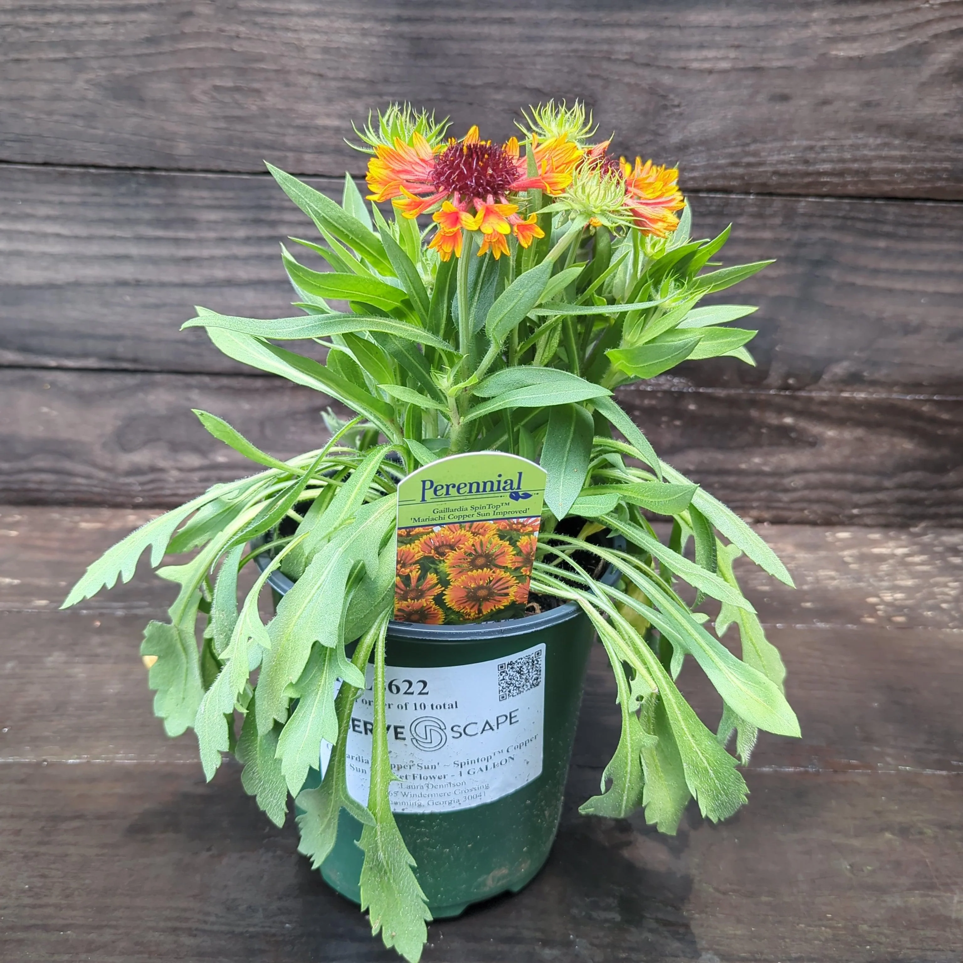 Blanket Flower, Spintop™ Copper Sun Blanket Flower - Image 8