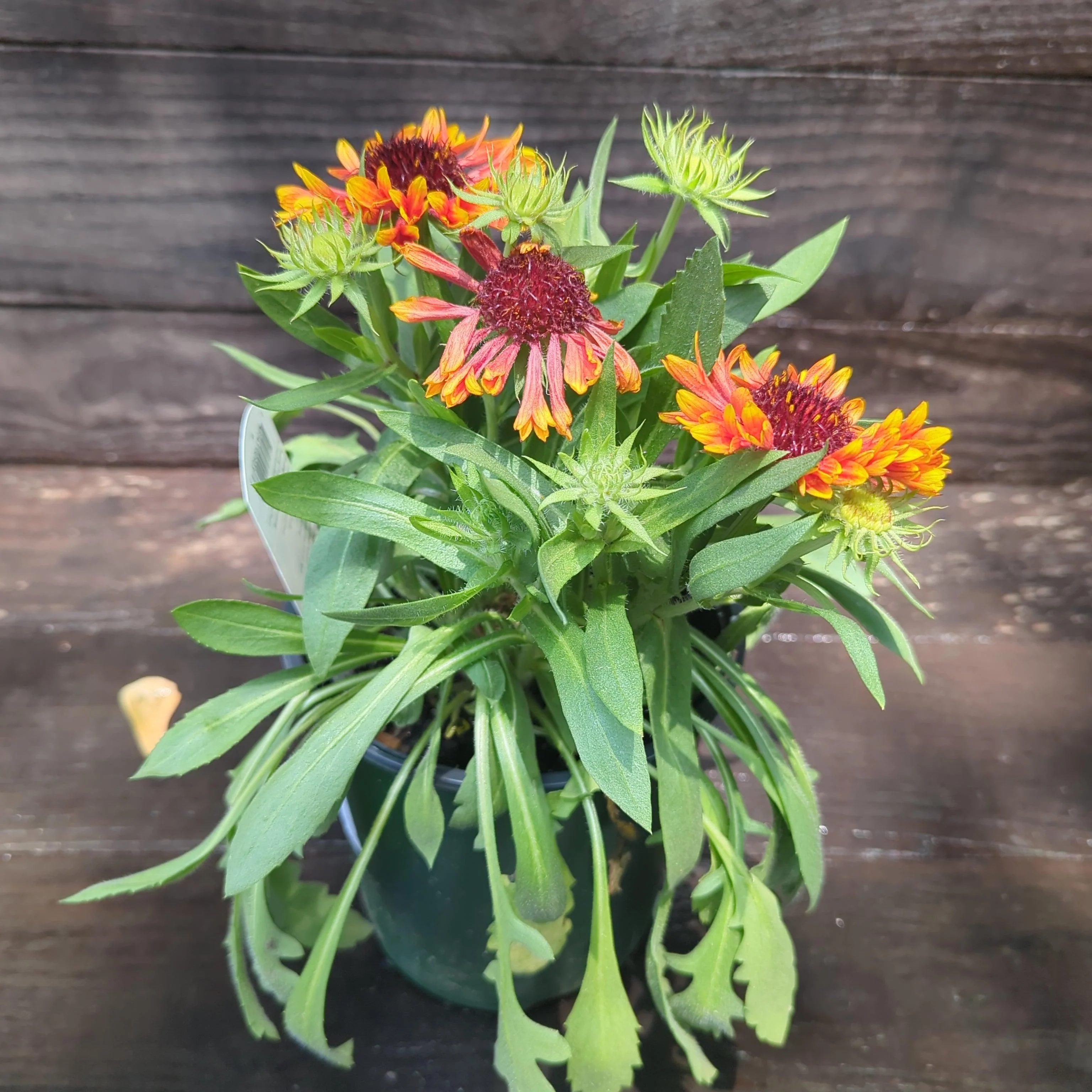 Blanket Flower, Spintop™ Copper Sun Blanket Flower - Image 9