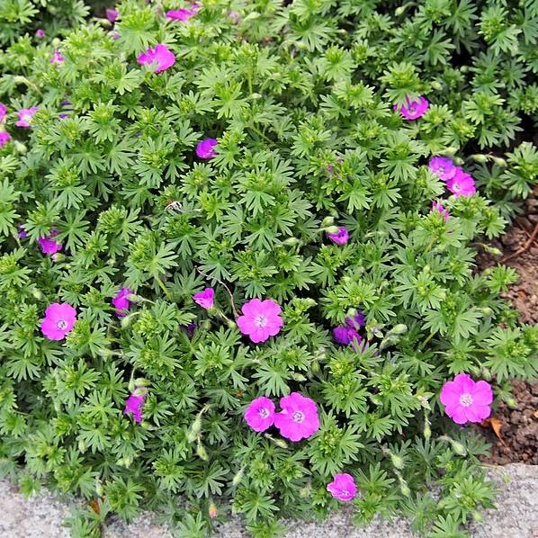 Cranesbill, Max Frei Bloody Cranesbill - Image 3