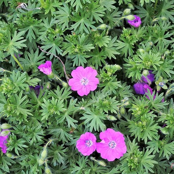 Cranesbill, Max Frei Bloody Cranesbill - Image 4