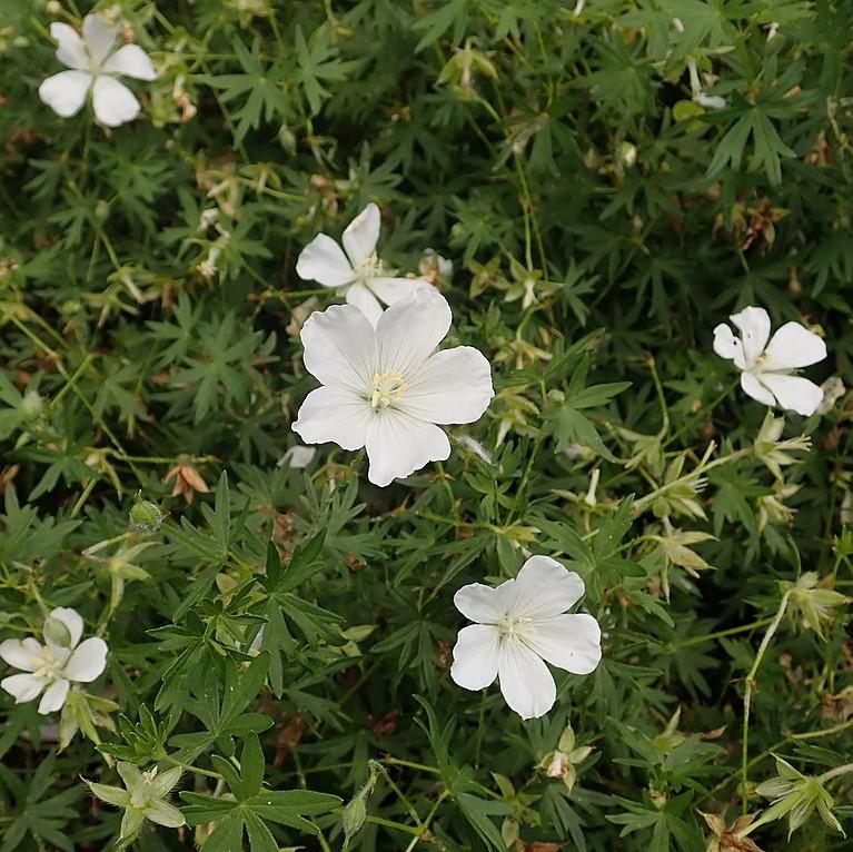 Cranesbill, White Bloody Cranesbill - Image 3