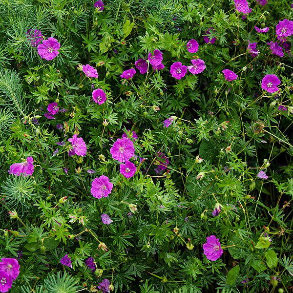 Cranesbill, New Hampshire Purple Geranium - Image 3