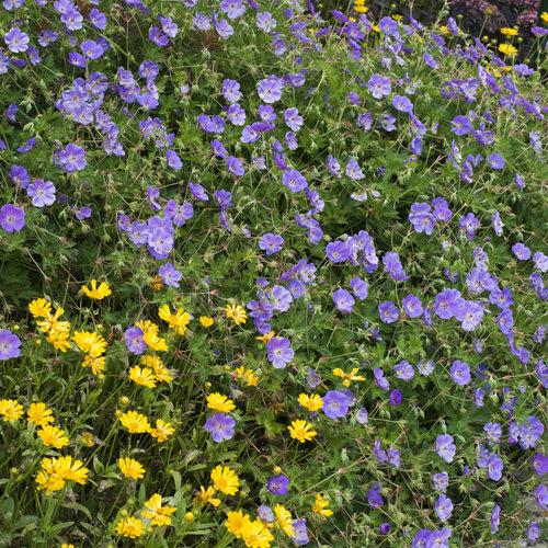 Cranesbill, Rozanne Cranesbill - Image 3