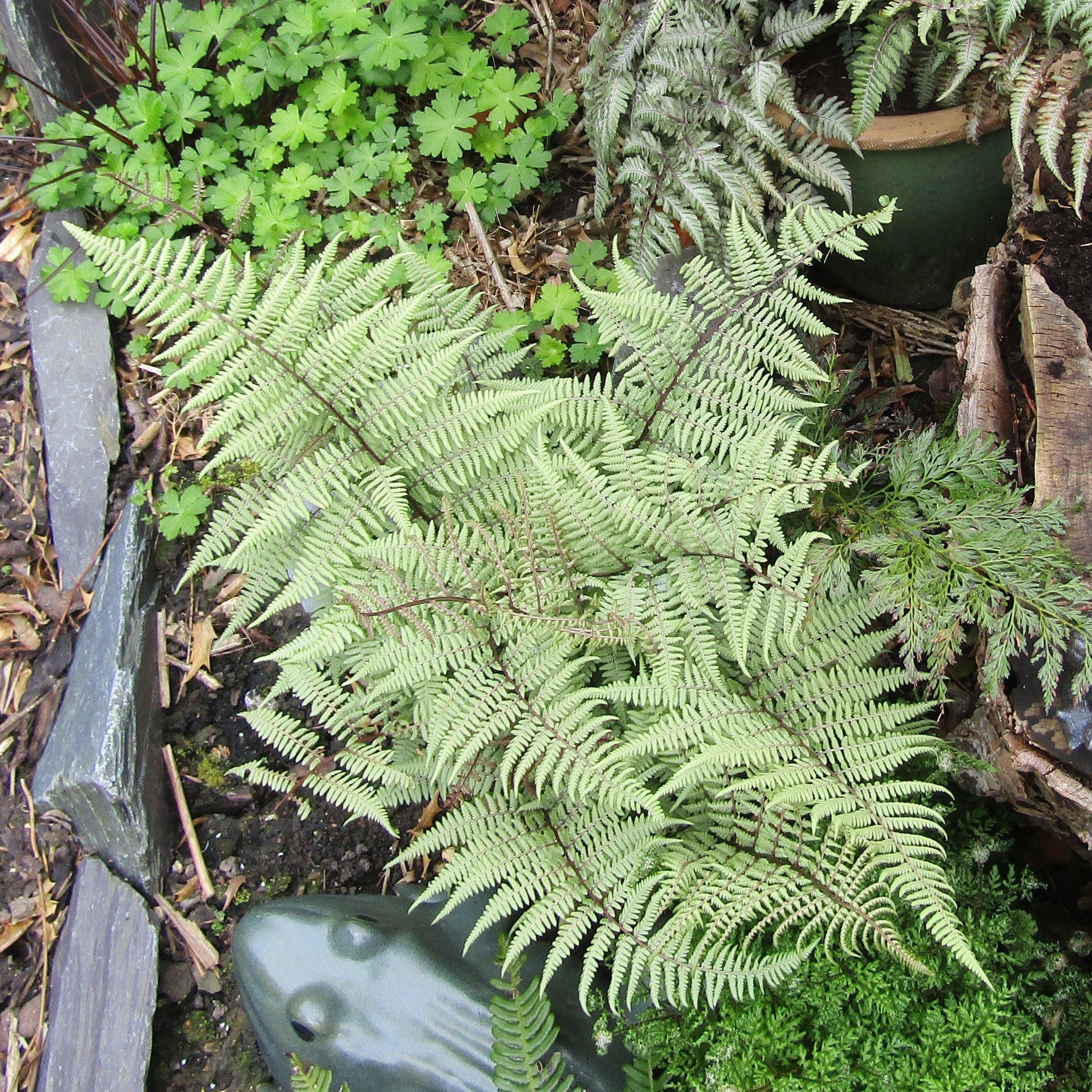 Fern, Ghost Fern - Image 3