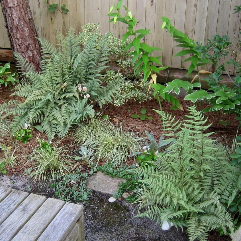 Fern, Ghost Fern - Image 4