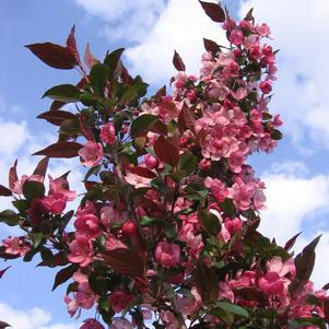 Crabapple, Gladiator™ Ornamental Crabapple