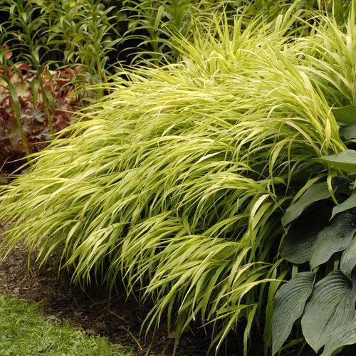 Grass, All Gold Japanese Forest Grass, Hakone Grass - Image 2