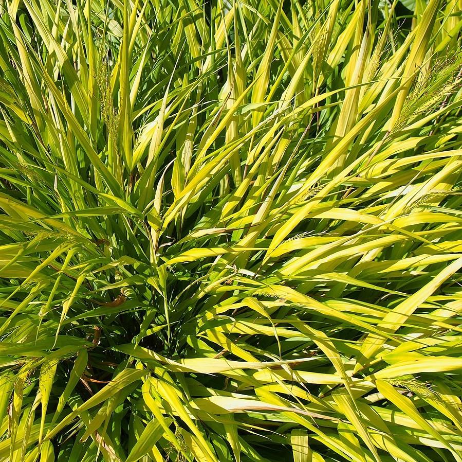 Grass, All Gold Japanese Forest Grass, Hakone Grass - Image 3