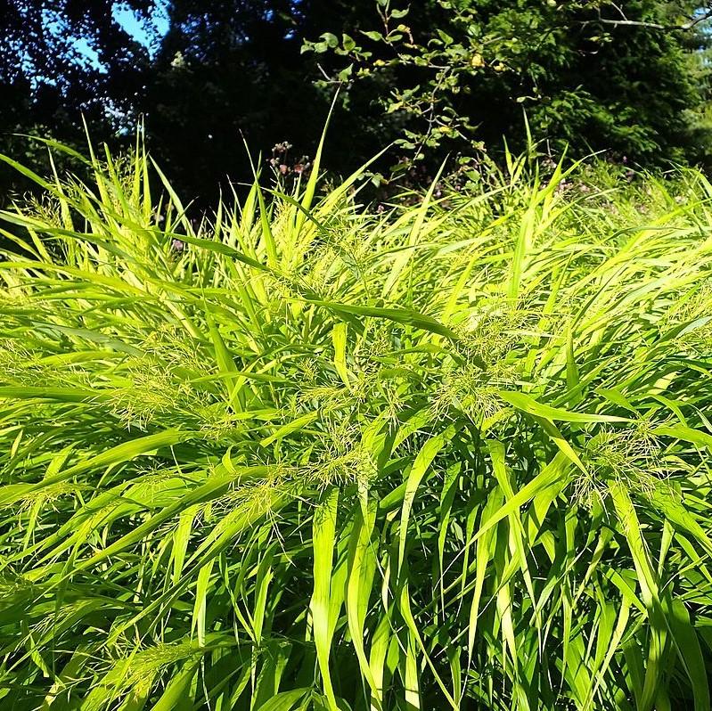 Grass, All Gold Japanese Forest Grass, Hakone Grass - Image 4