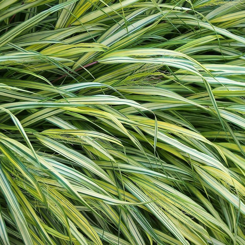 Grass, Golden Japanese Forest Grass, Hakone Grass - Image 2