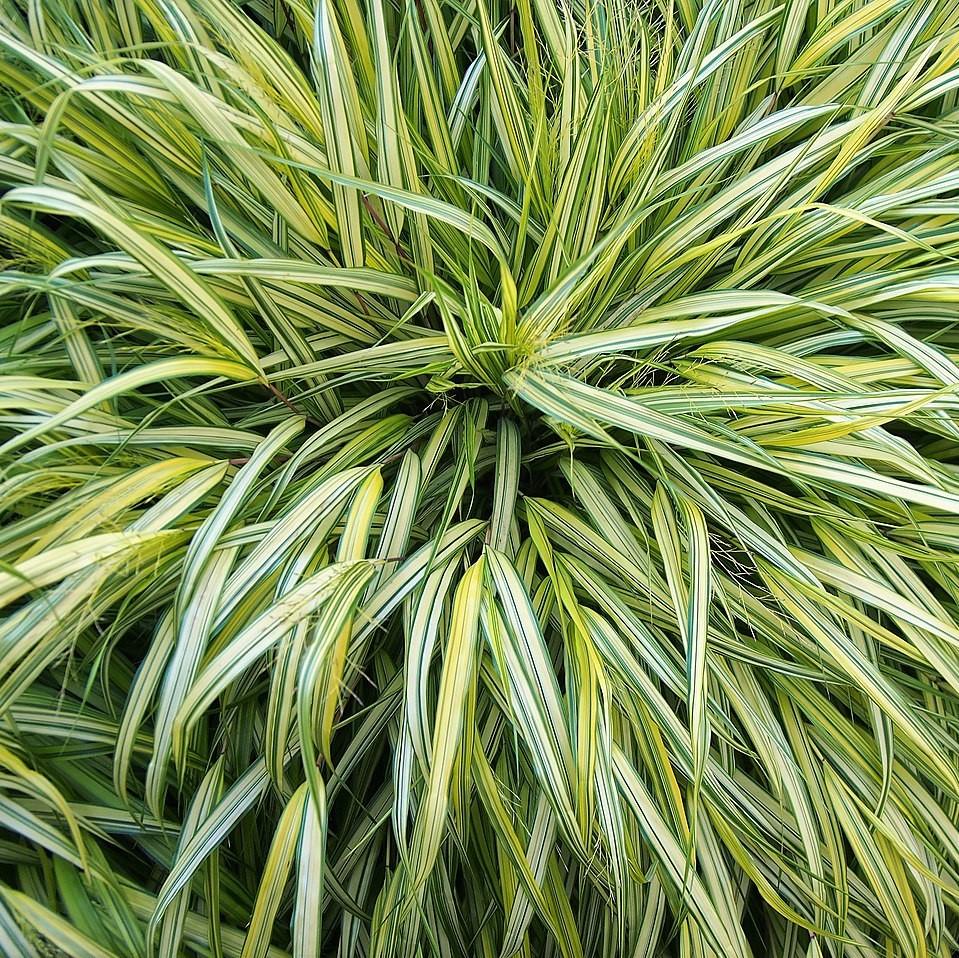 Grass, Golden Japanese Forest Grass, Hakone Grass - Image 3