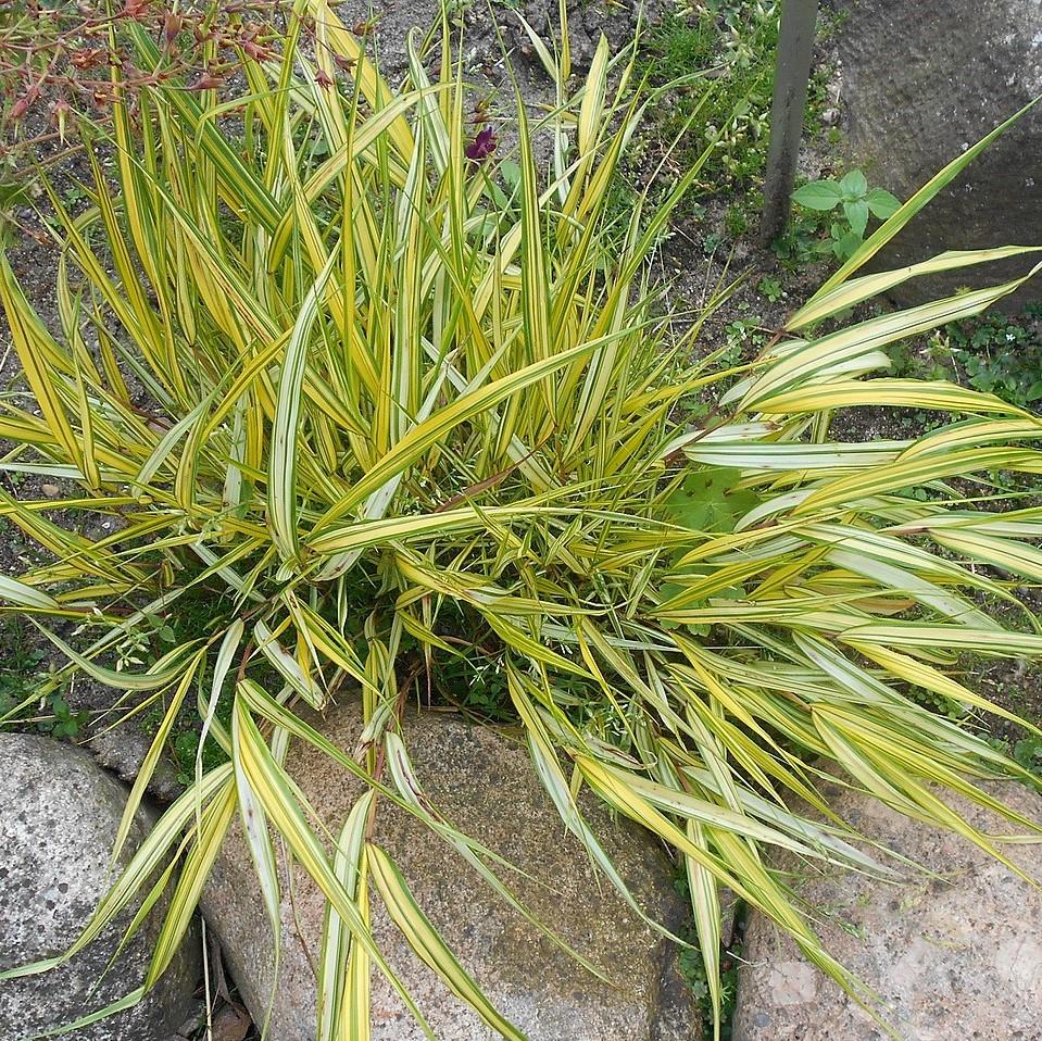 Grass, Golden Japanese Forest Grass, Hakone Grass - Image 4