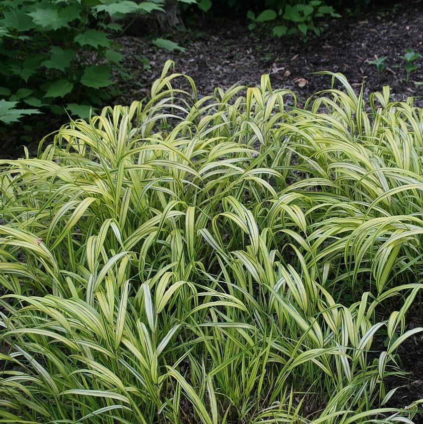 Grass, Golden Japanese Forest Grass, Hakone Grass - Image 5