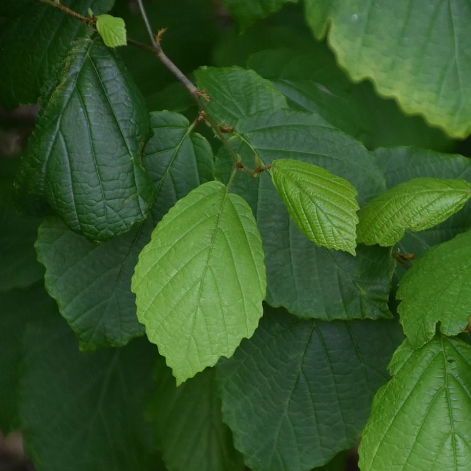 Witch Hazel - Image 3