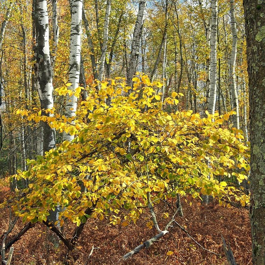 Witch Hazel - Image 4