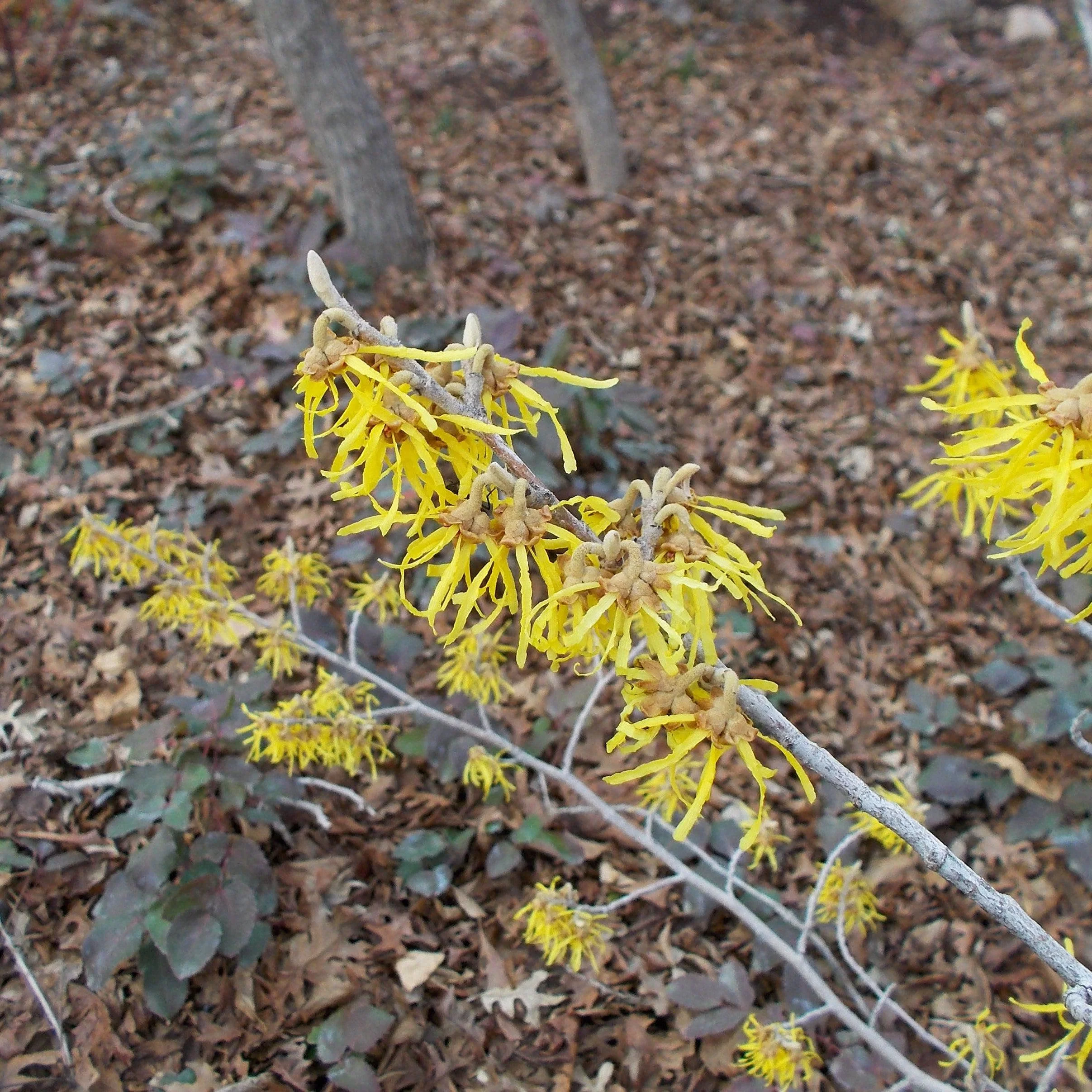 Witch Hazel, Arnold Promise Witch Hazel - Image 10