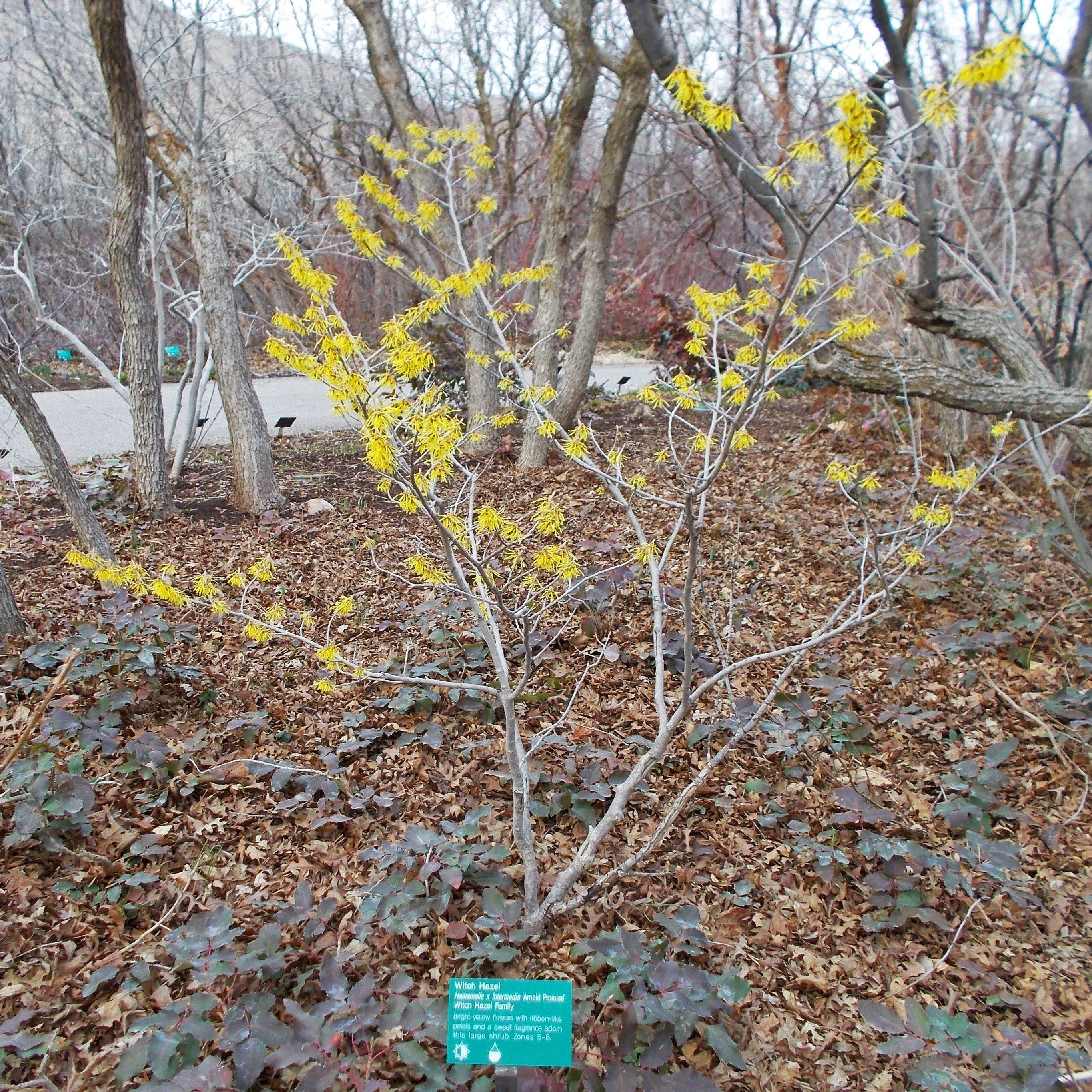 Witch Hazel, Arnold Promise Witch Hazel - Image 3