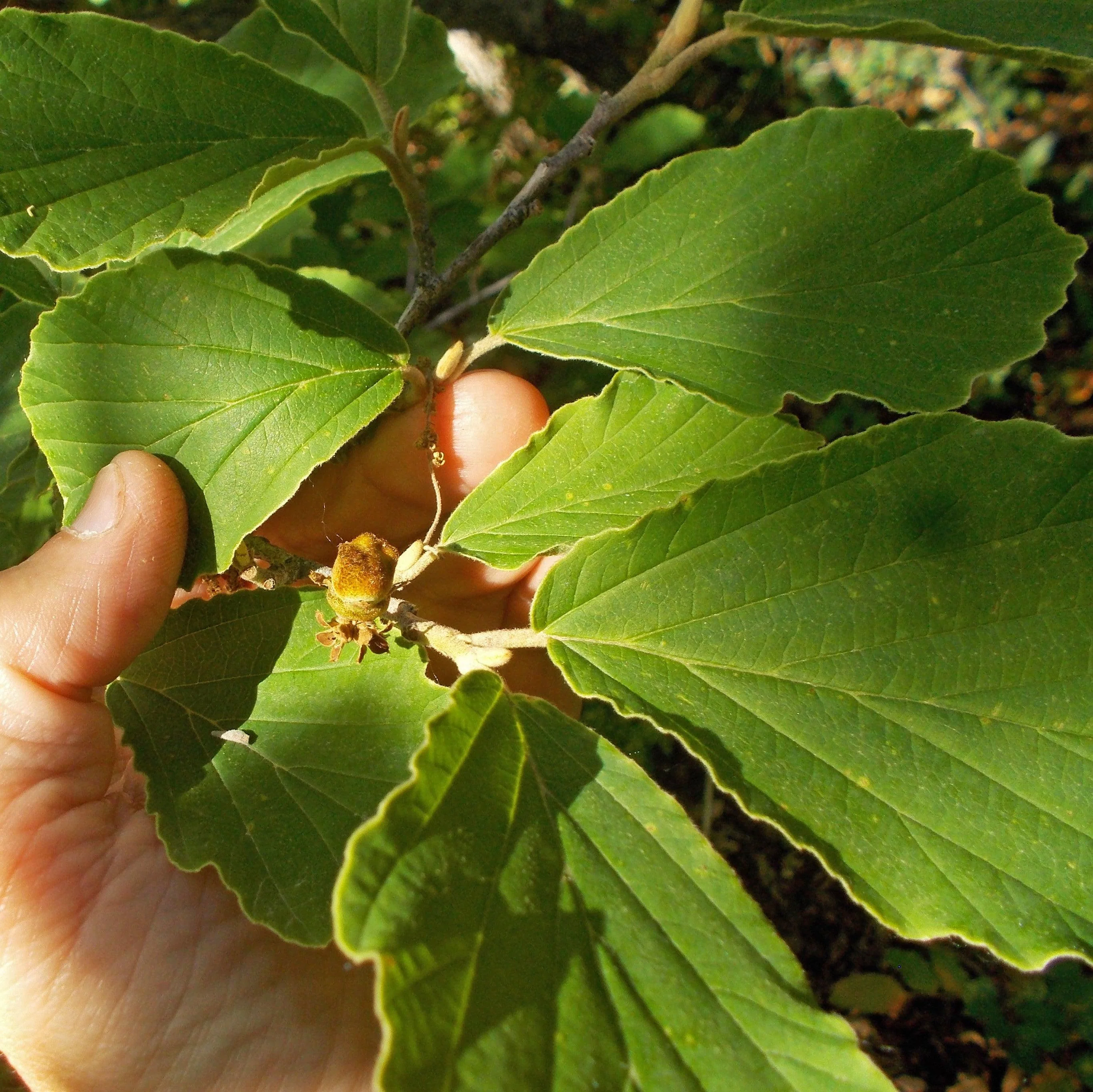 Witch Hazel, Arnold Promise Witch Hazel - Image 5