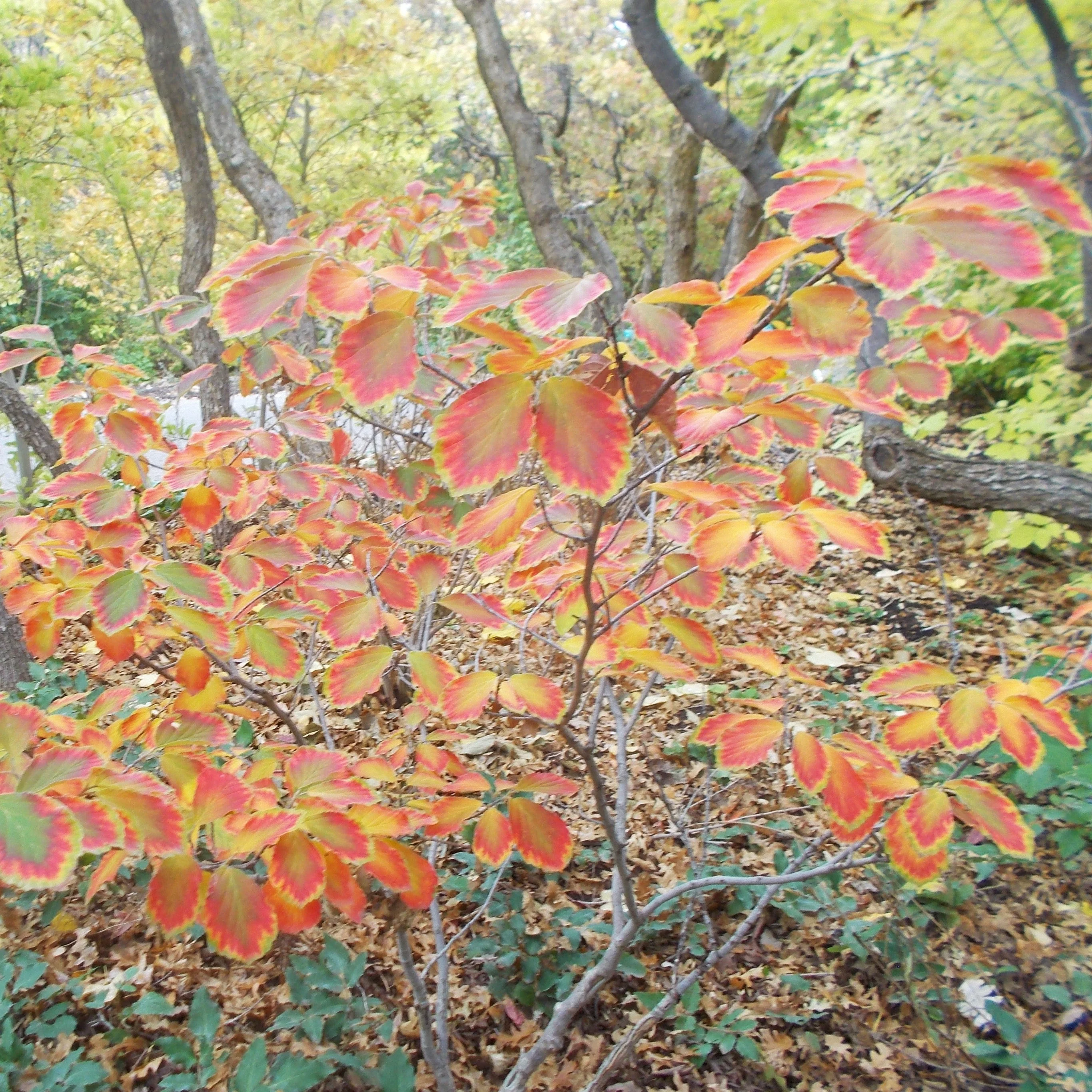 Witch Hazel, Arnold Promise Witch Hazel - Image 6