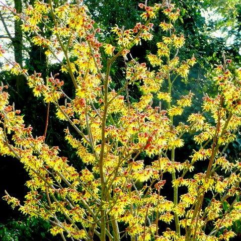Witch Hazel, Arnold Promise Witch Hazel - Image 7