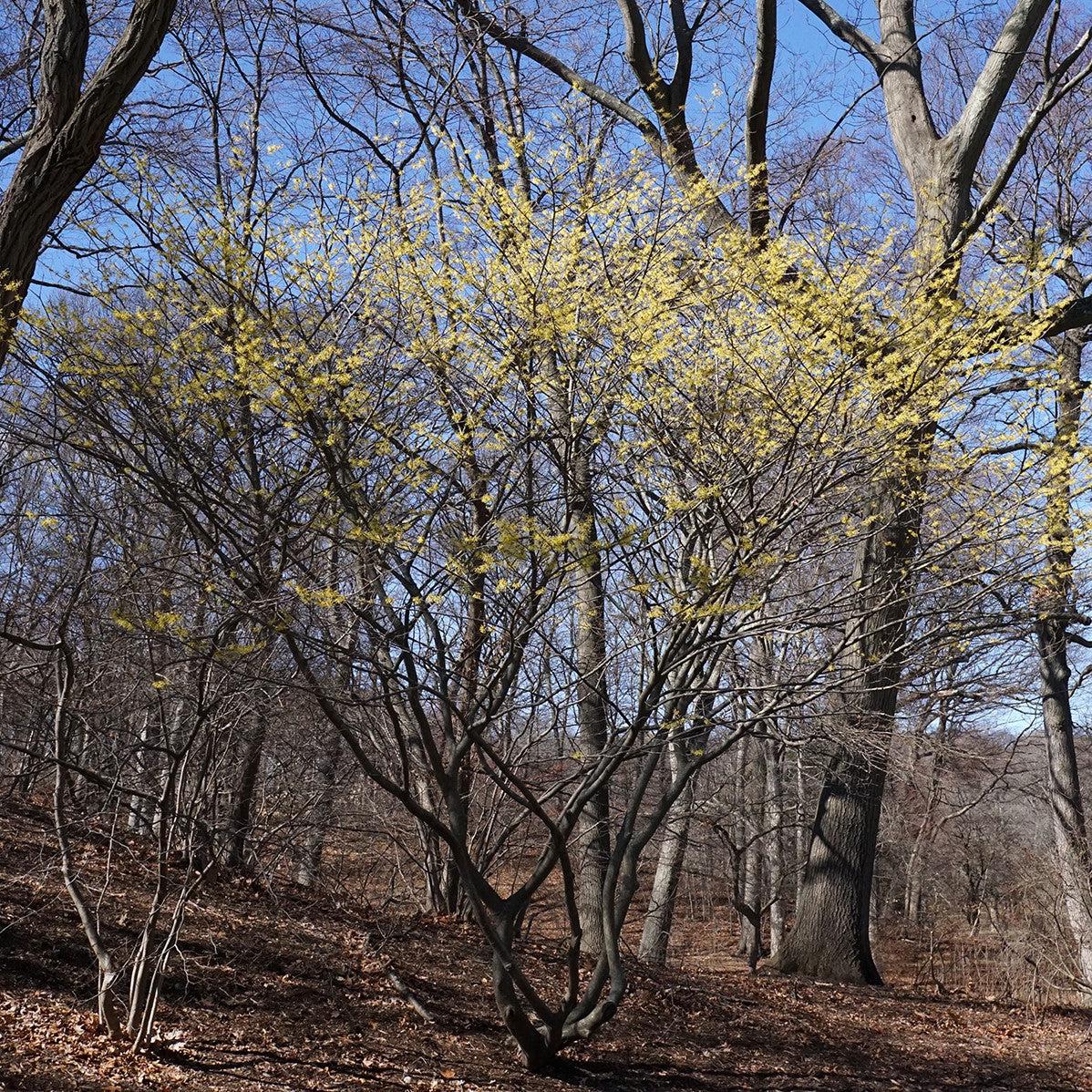 Witch Hazel, Arnold Promise Witch Hazel - Image 8