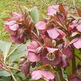 Hellebore, FrostKiss™ Penny's Pink® Lenten Rose - Image 2