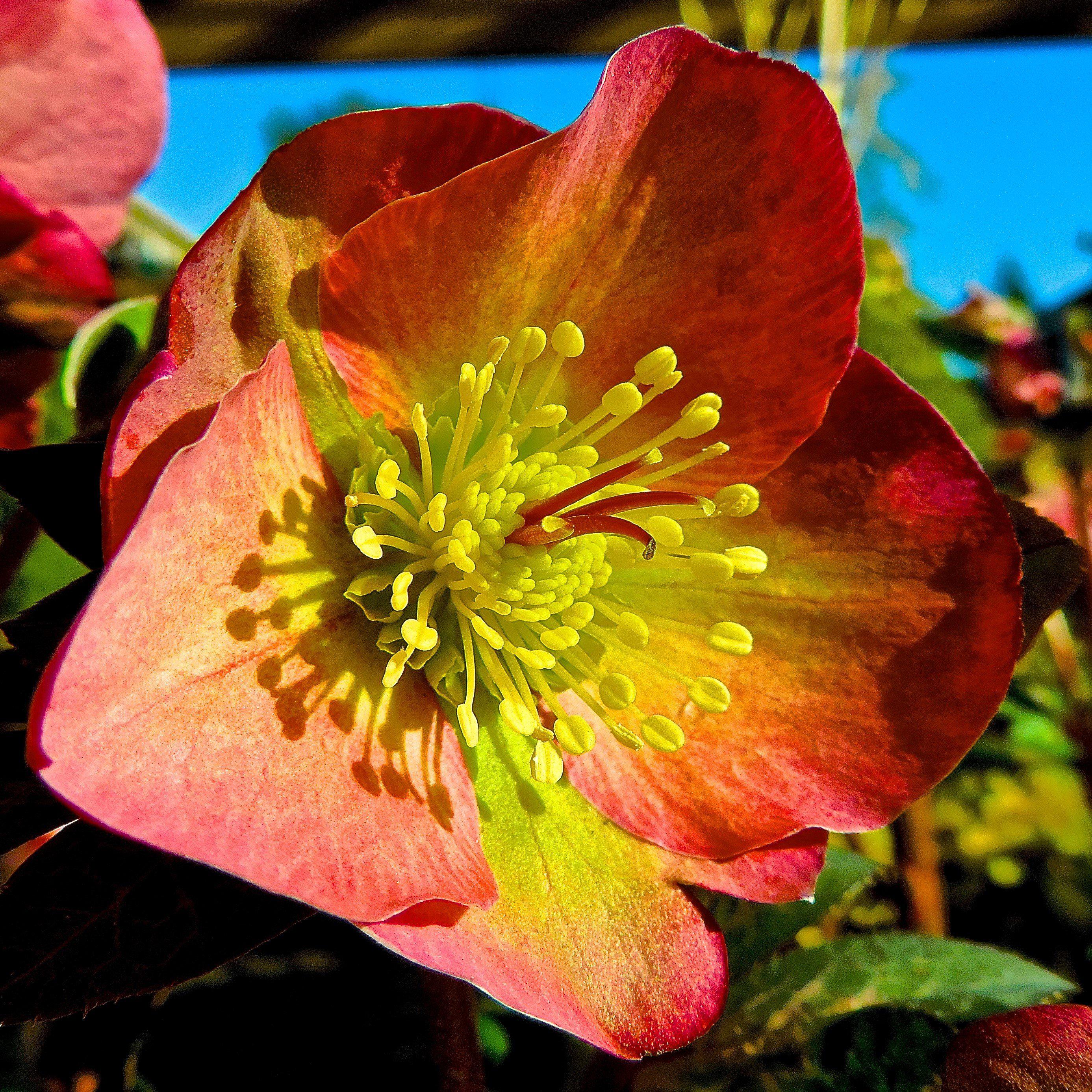 Hellebore, FrostKiss™ Penny's Pink® Lenten Rose - Image 3