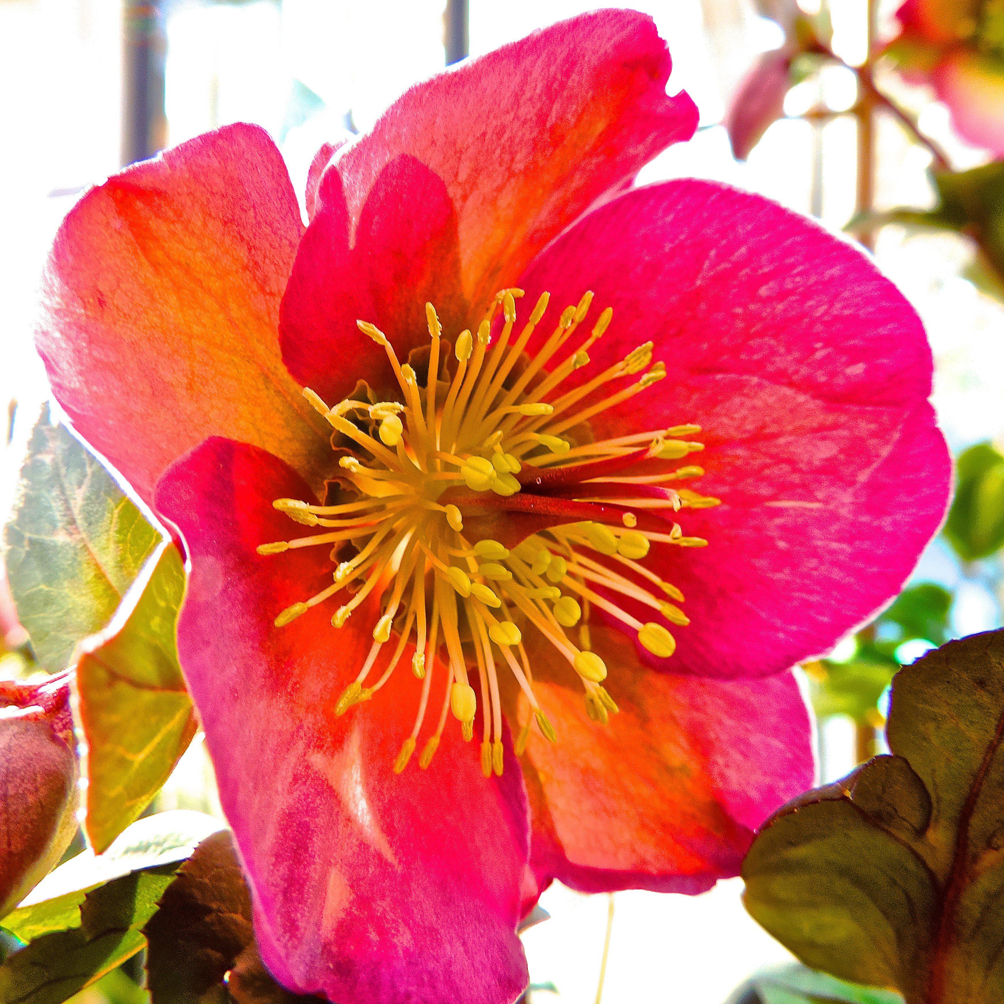 Hellebore, FrostKiss™ Penny's Pink® Lenten Rose - Image 4