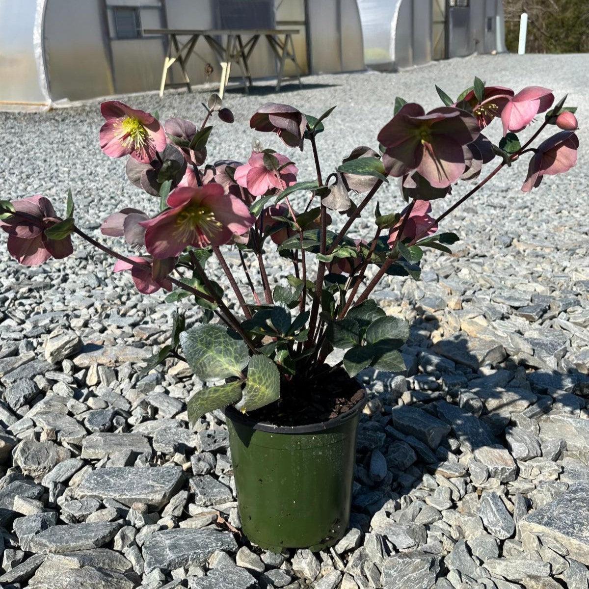 Hellebore, FrostKiss™ Penny's Pink® Lenten Rose - Image 5